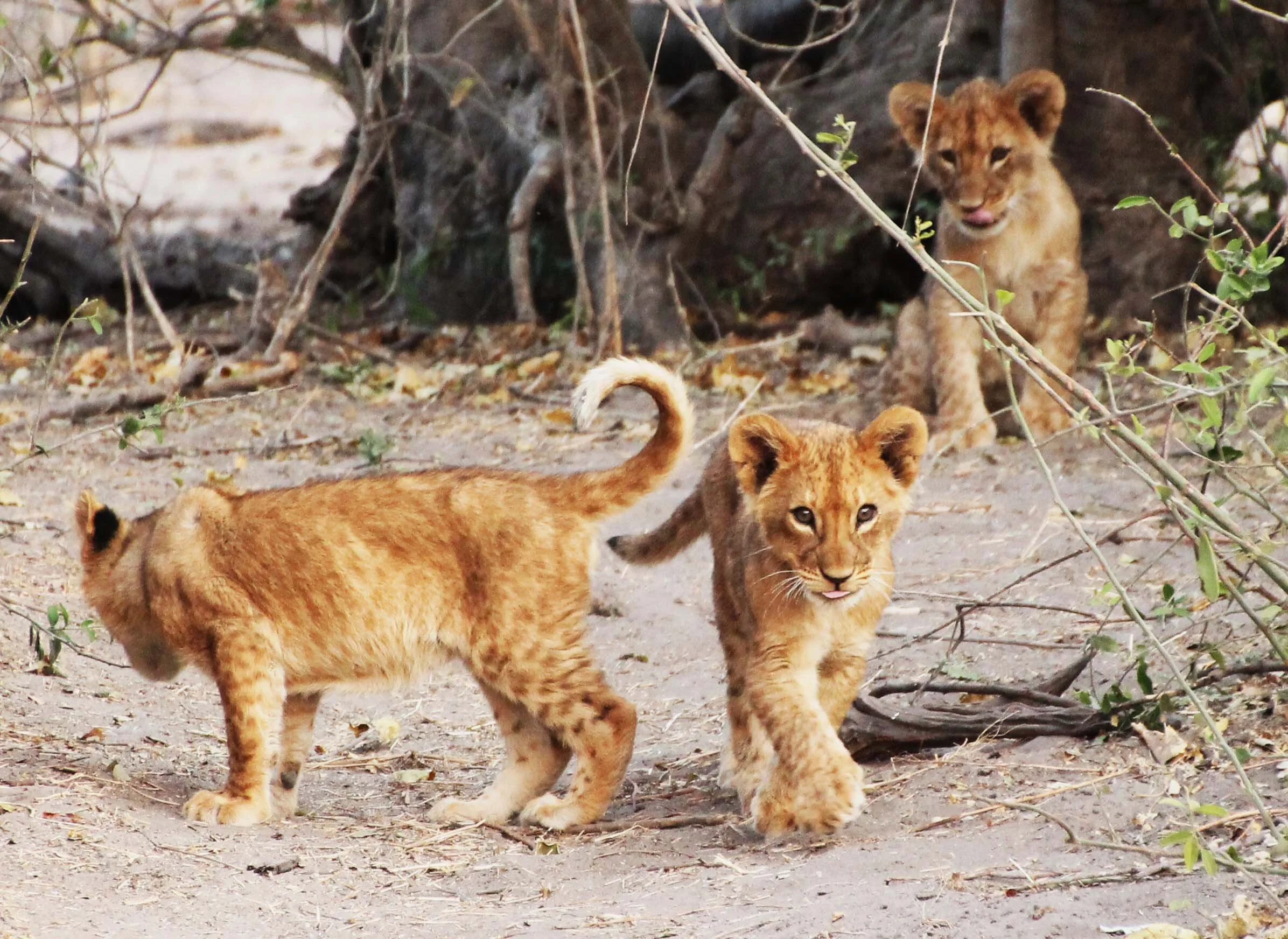 Chobe lions cubs.jpg