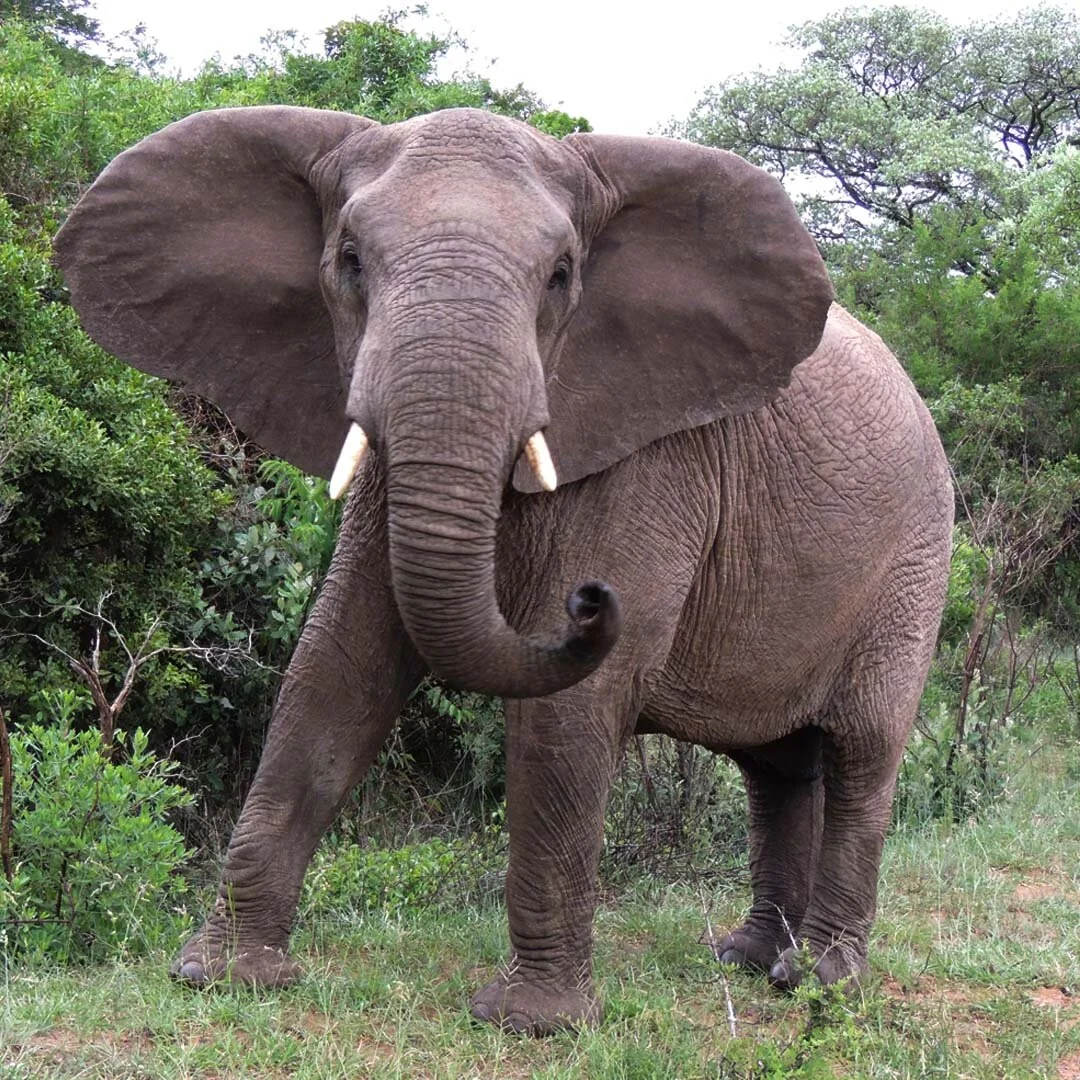 Elephant full view.jpg