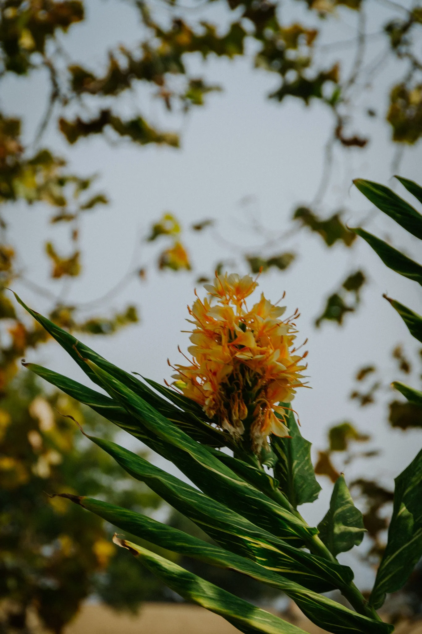 DSC_0287.jpg