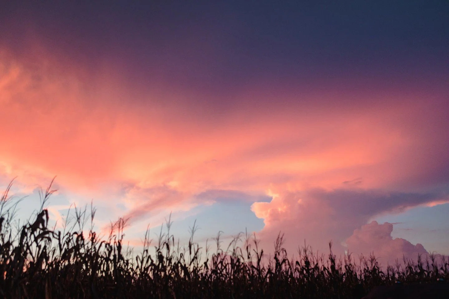 To find the beauty in the ordinary in Eastern NC, you only need to look as far as the nearest field at sunset.
