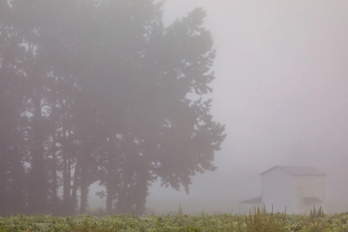 A foggy morning with the pines offering a moment of calm as we head into Christmas week.

📸 : @baxmiller