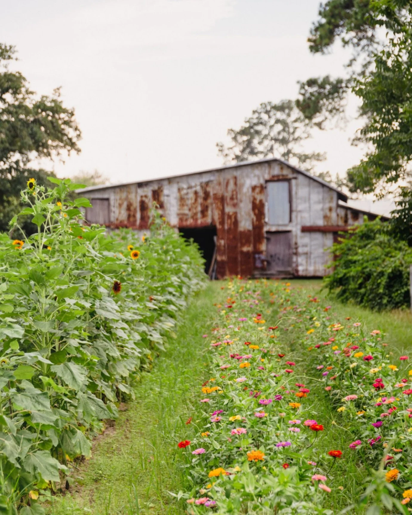 Somewhere between the sunflowers and the zinnias, a beautiful evening in the rural South🌻