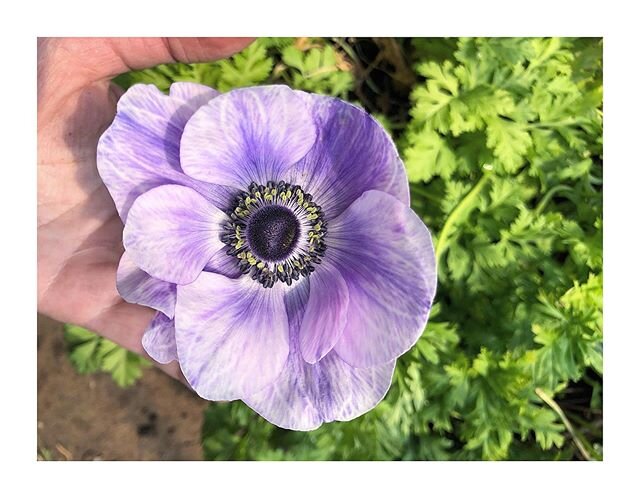 There&rsquo;s only a handful of Anemones left in the tunnel and suddenly- this one. Thank you guys, for finishing with such a fanfare. Almost as though you were worried you would be forgotten and just needed to make your presence known. Anemones can 