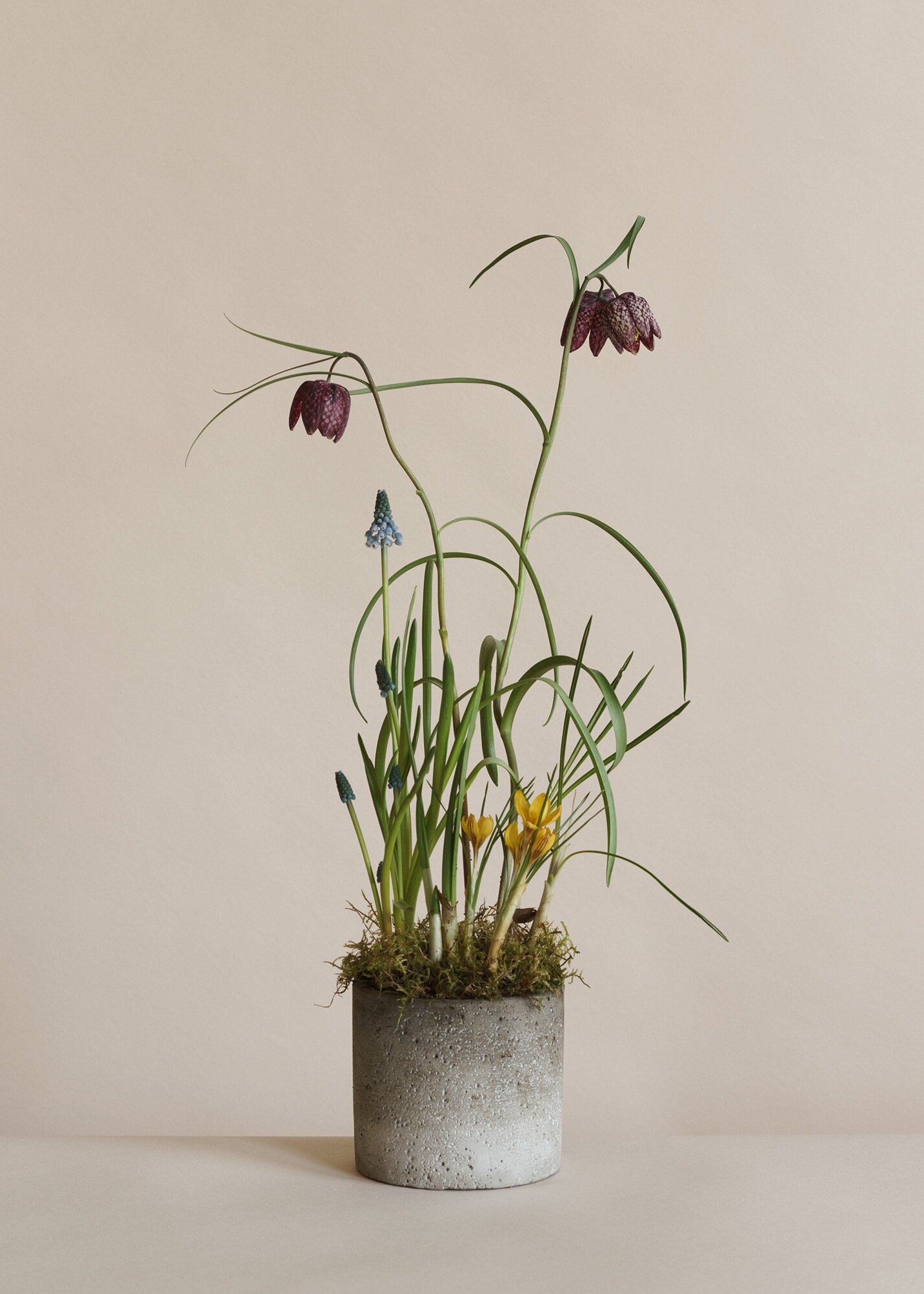 mother's day, living plants, gift, florist, edinburgh