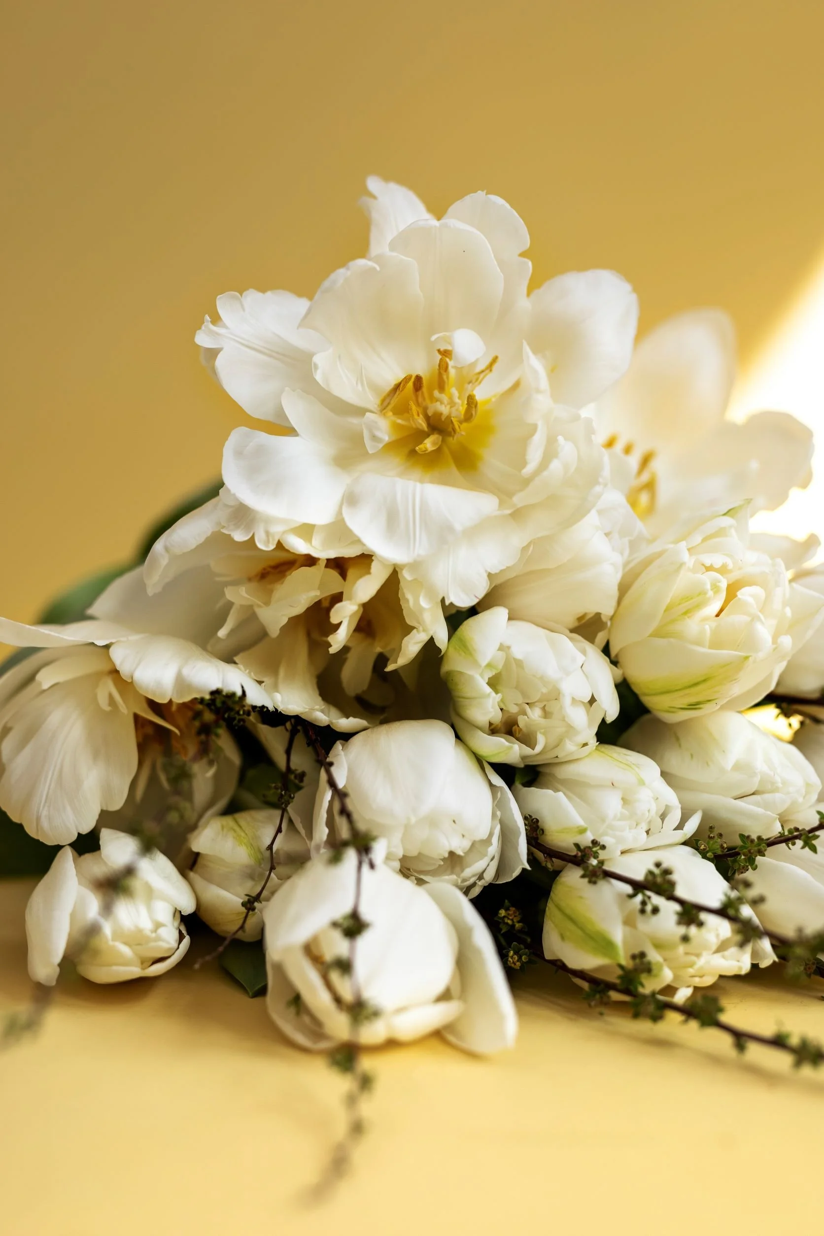 Daffodil Delight
£45