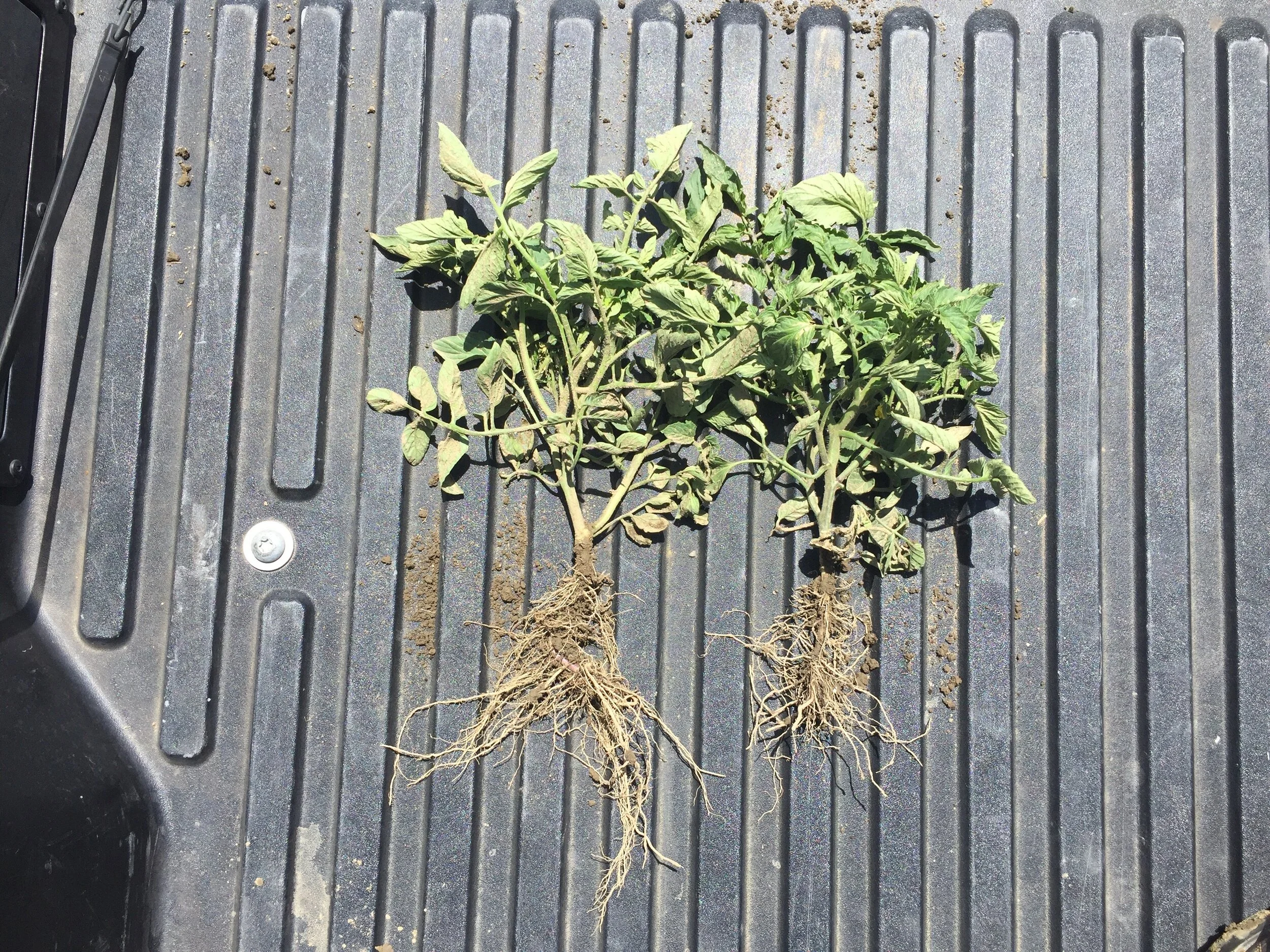 Tomato Trial, Microbial Inoculate