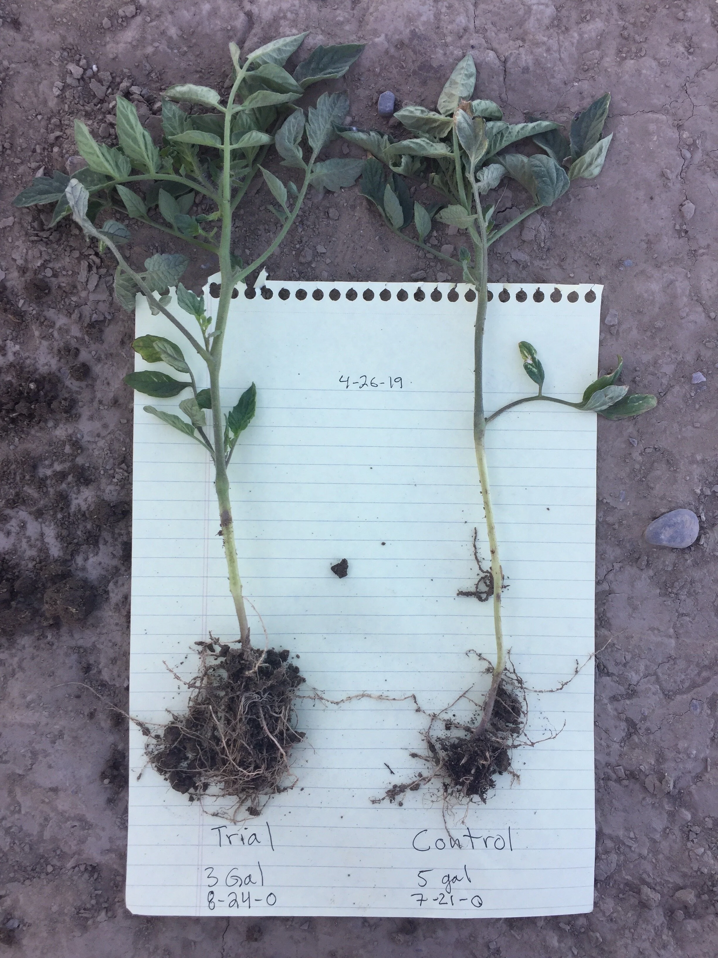 Starter Fertilizer Trial