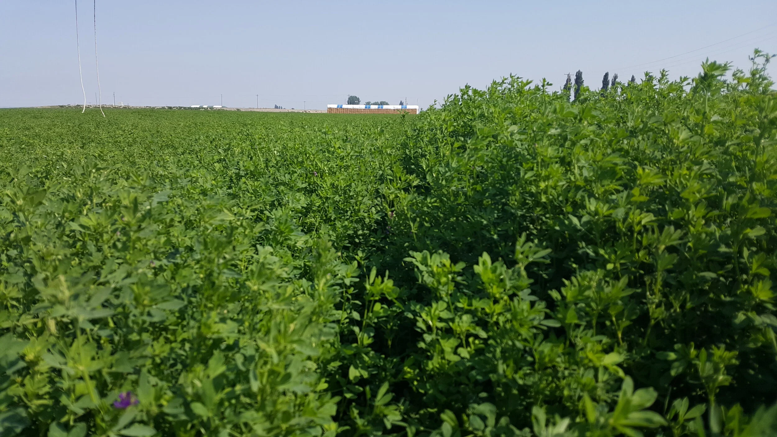 8-24-0 Alfalfa.jpg