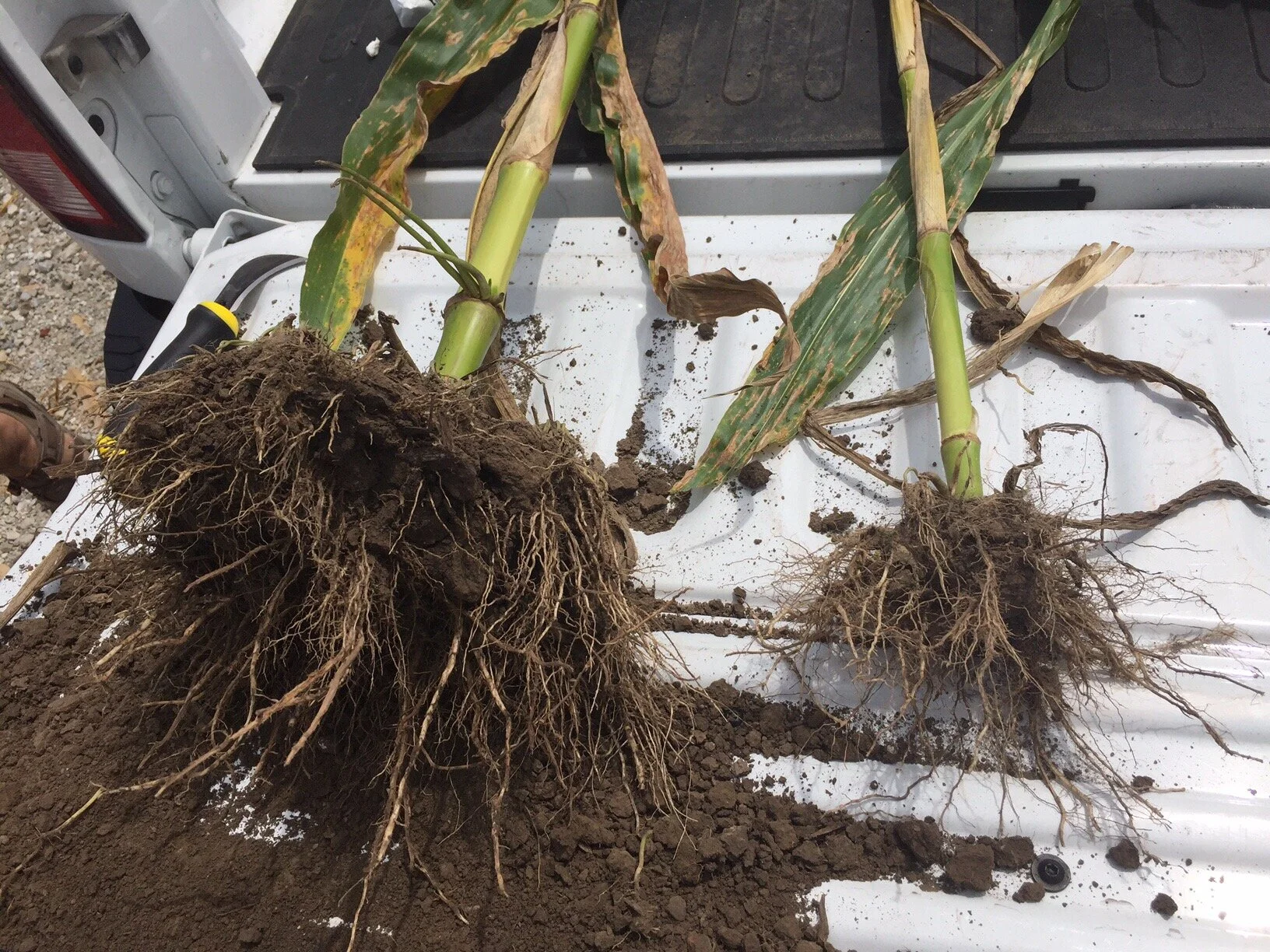 Corn Treated #3.jpg