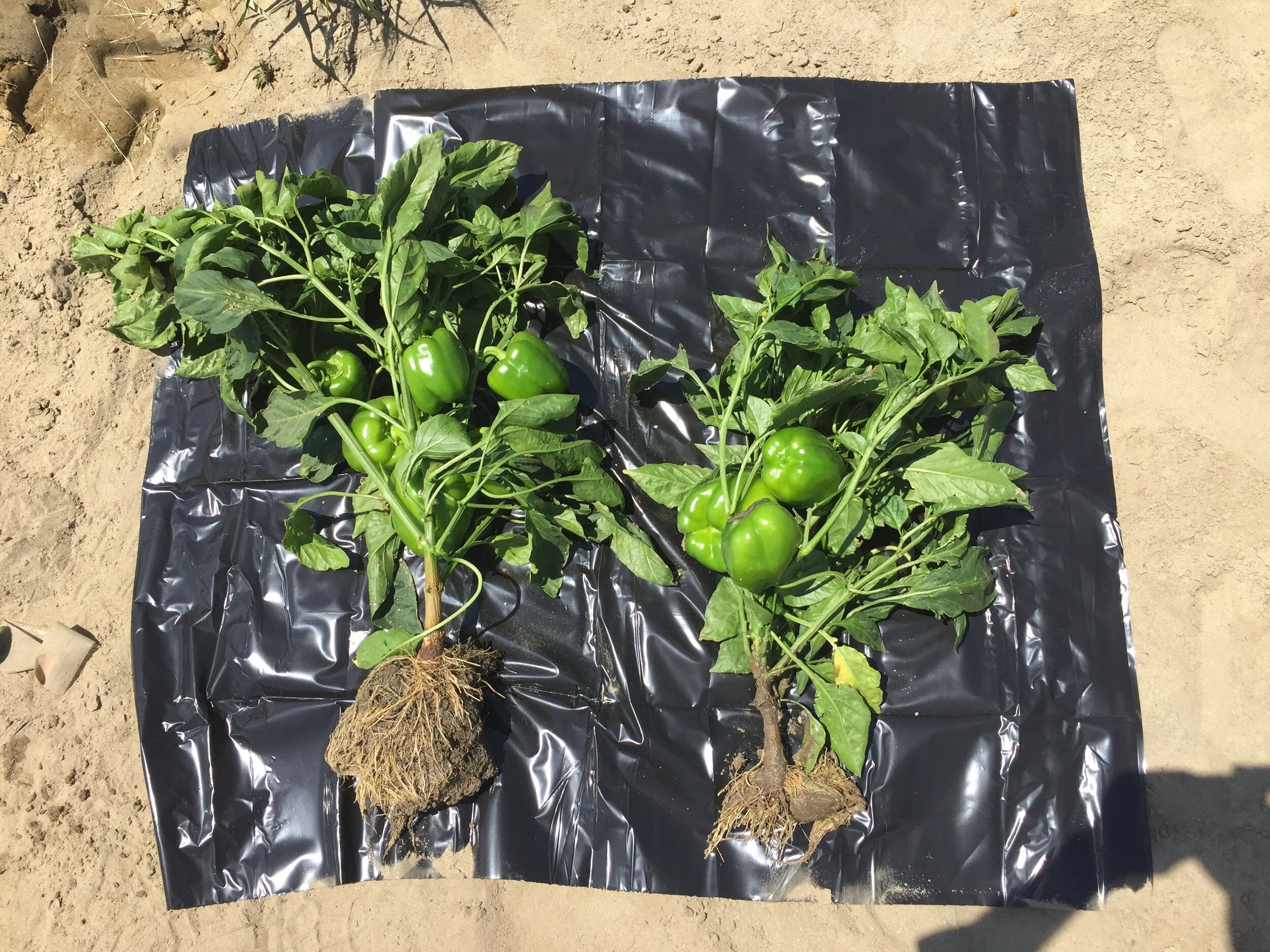 Peppers Treated #2.jpeg