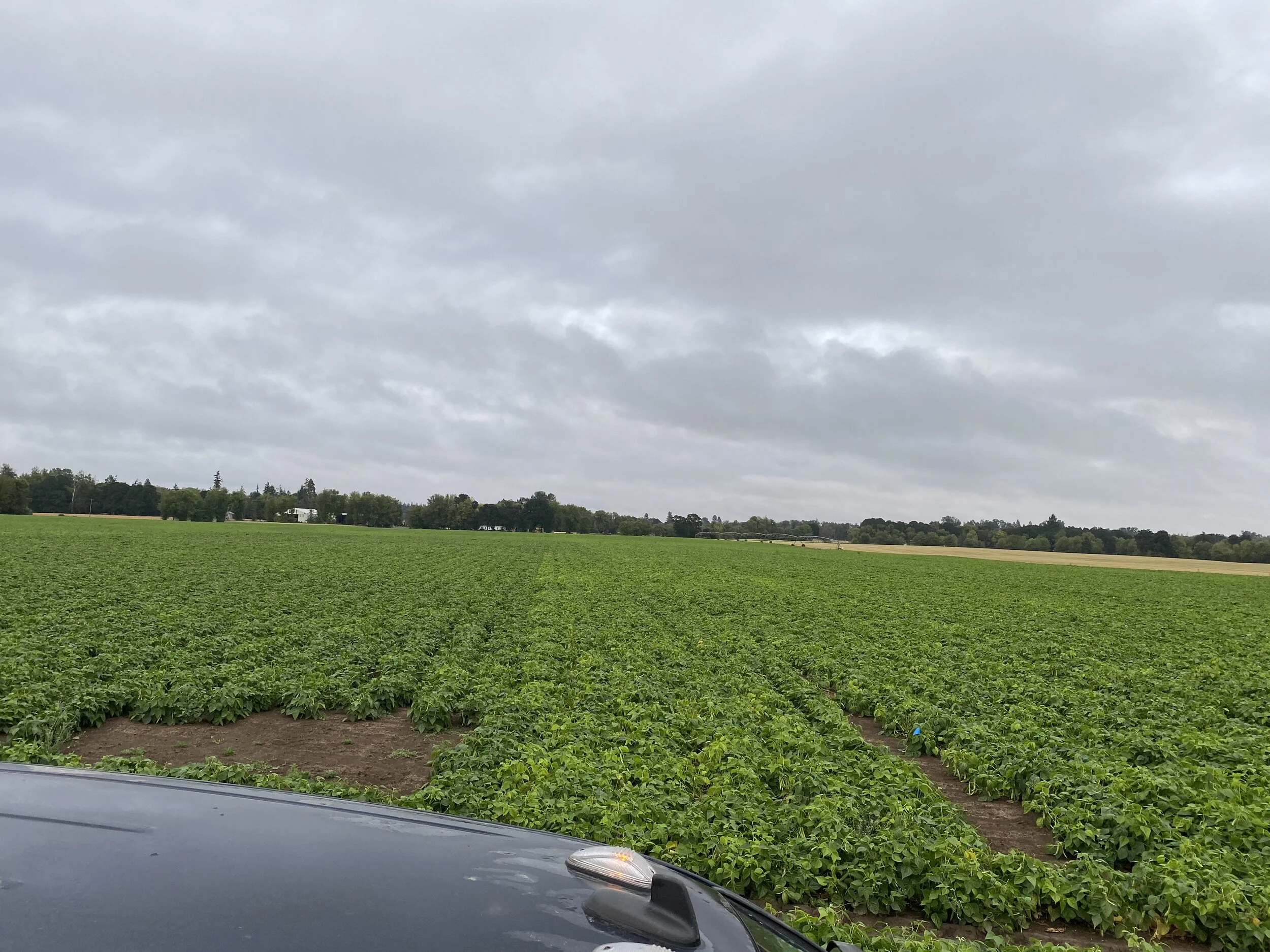 Bean Trial, FreePhos left, 10-34-0 right.jpg