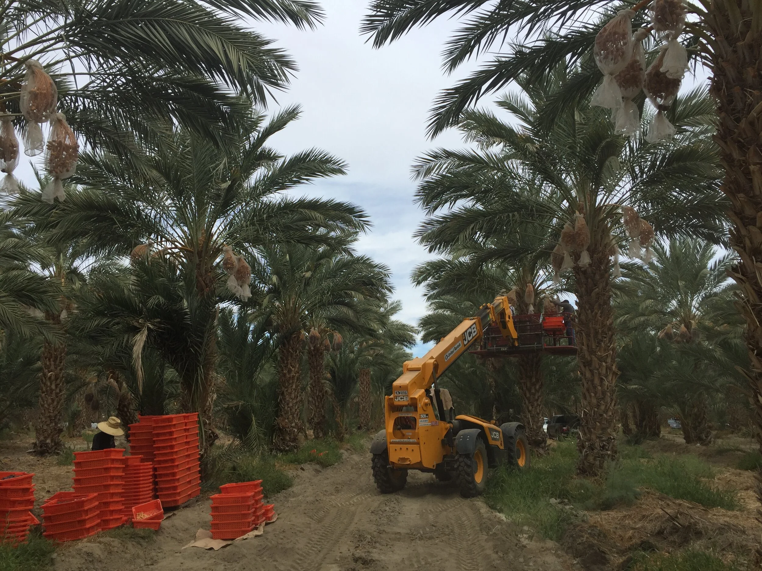 Harvesting Date Palm California 2016 IMG_2537.JPG
