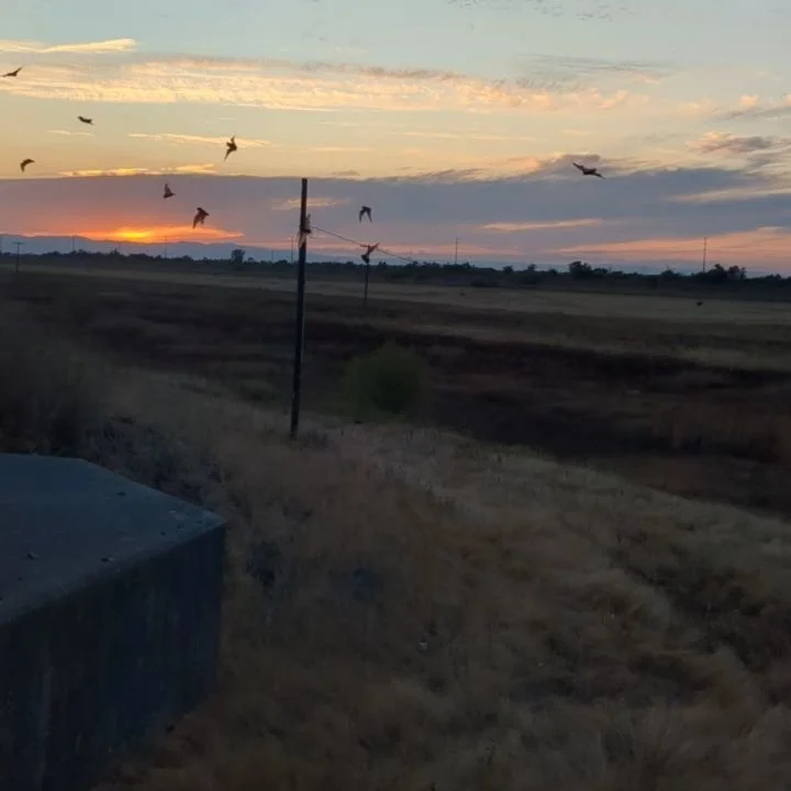 The leaves are changing and the evenings are cooler, which means the Mexican free-tailed bats have finished migrating south for the season. Thus we're reflecting on our favorite ride from this summer - our Bat Bike Tour with the Society of American M