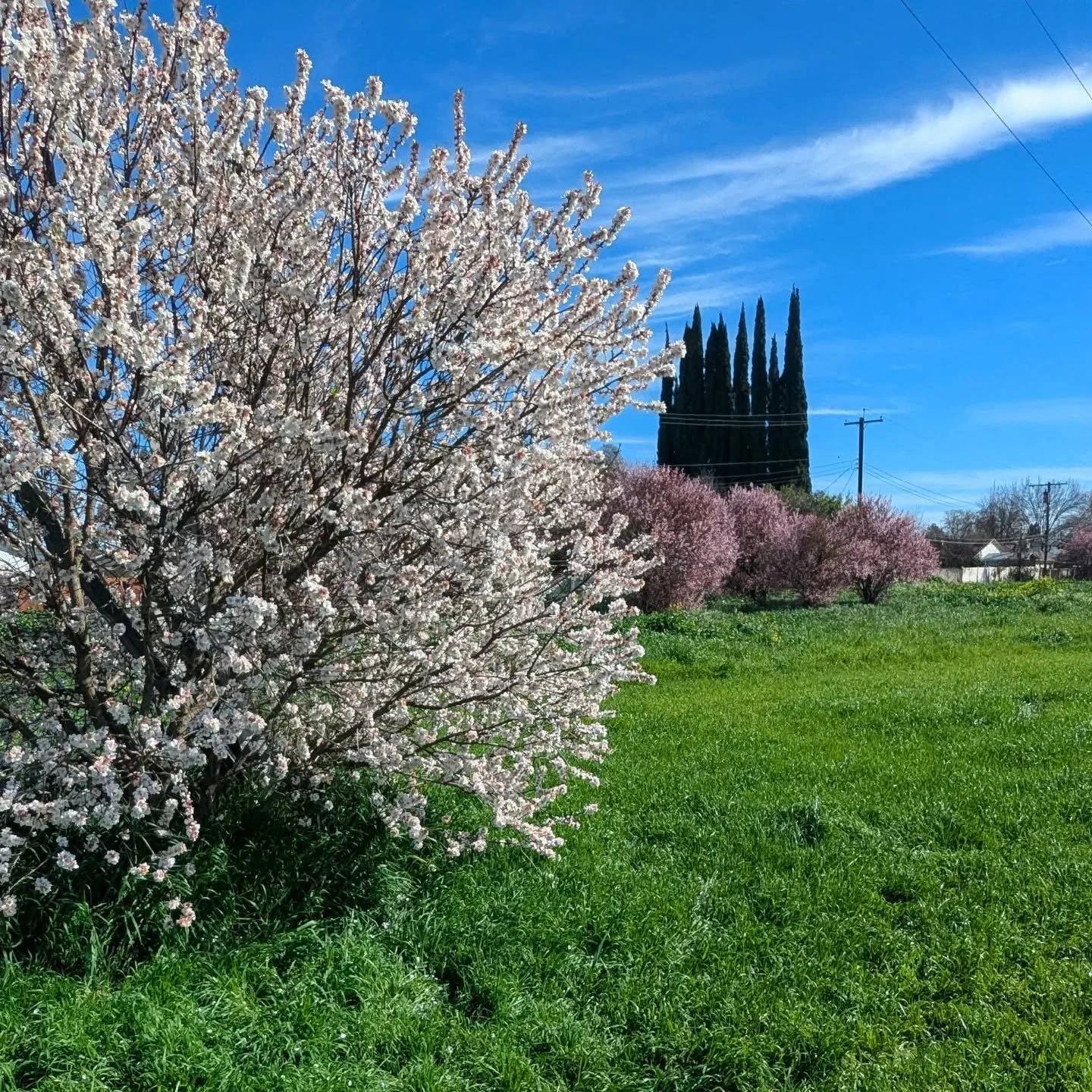 California has no respect for seasons.
.
☀️🚴
.
Long ride along the American River Bike Trail (ARBT) on the last day in February. Technically still winter (Spring Equinox is 3 weeks away) but the landscape is green and the trees are blossoming. No wi