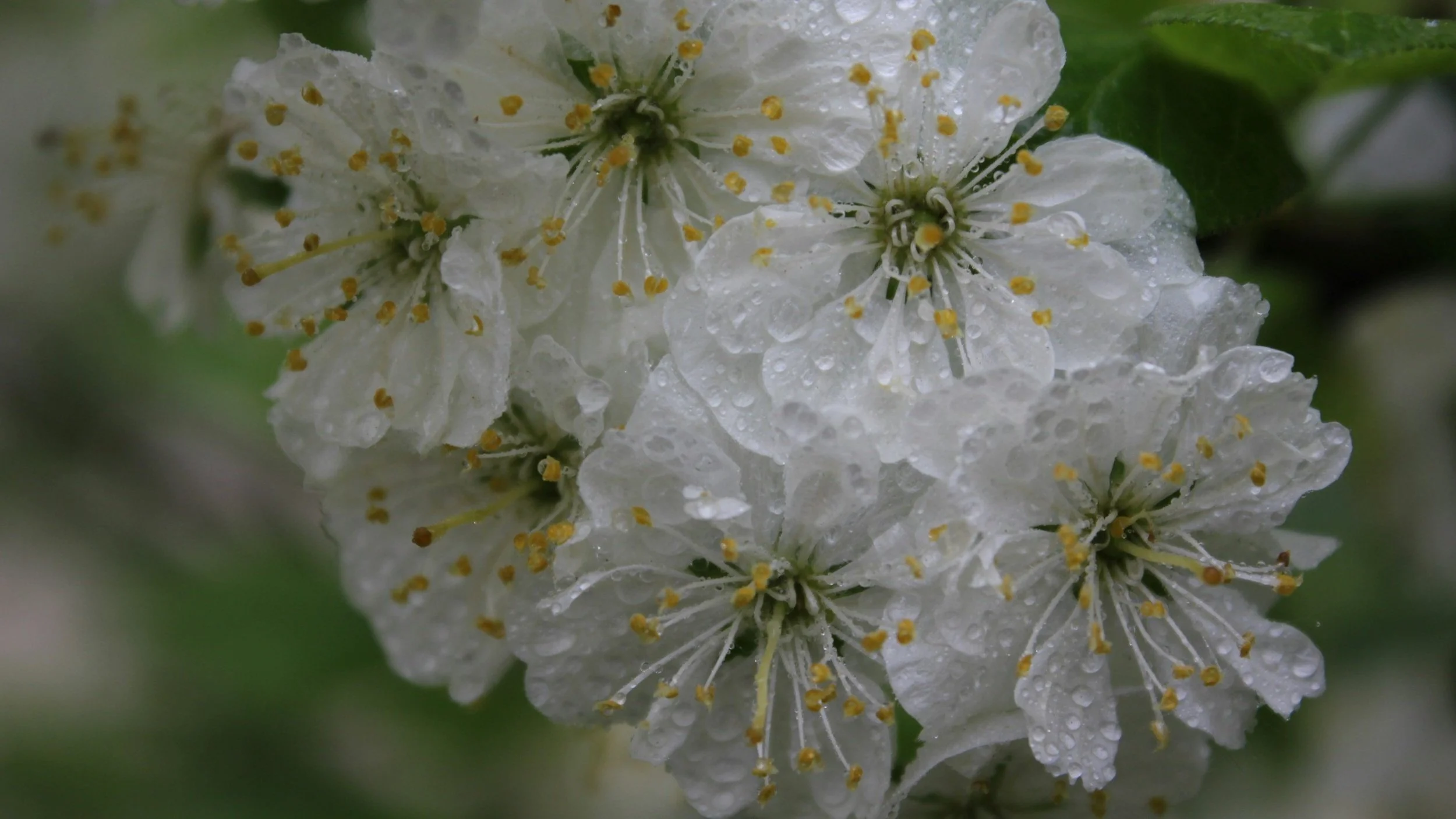 Уведення в храм пр. Діви Марії