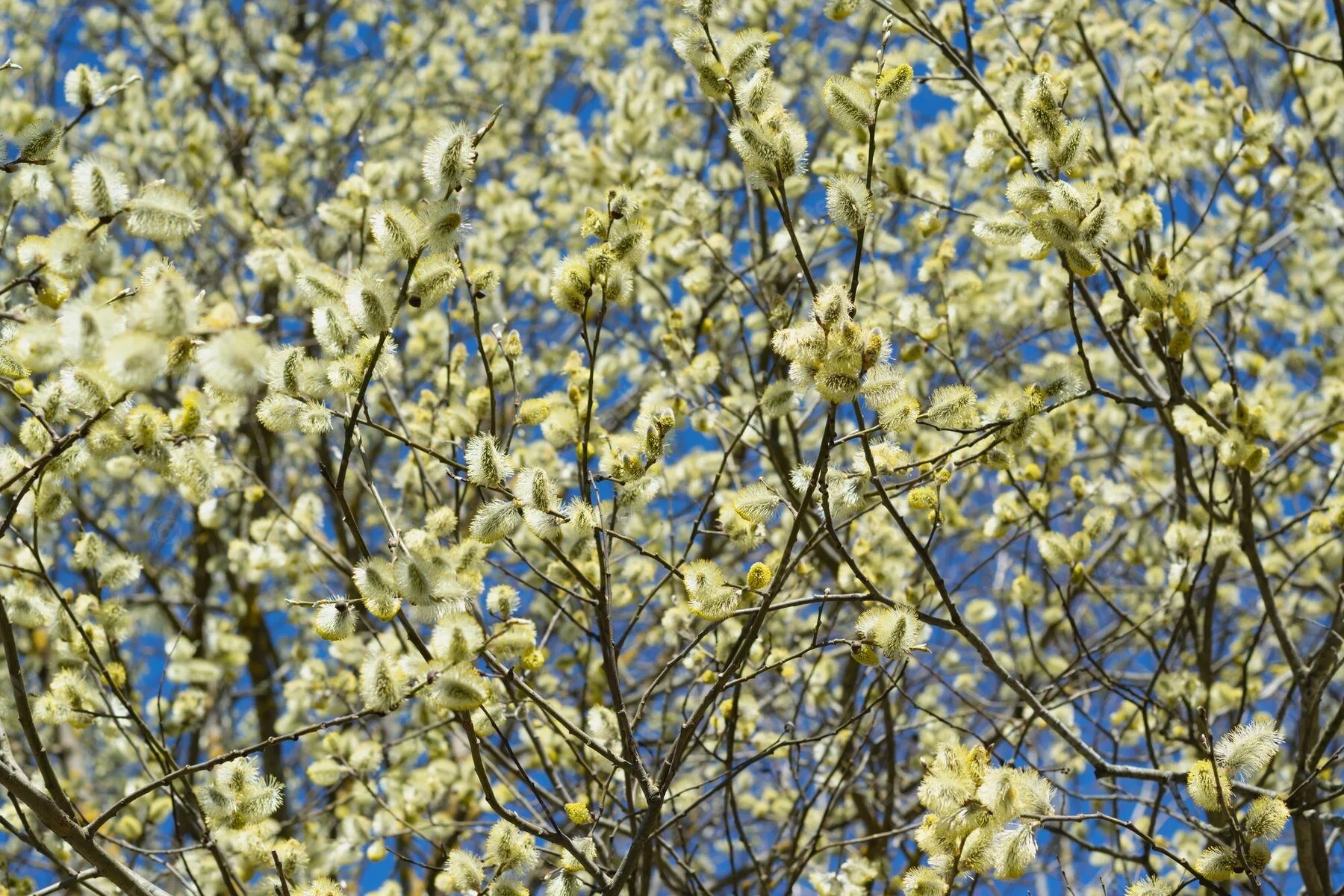 Вербна неділя • Palm Sunday 2024