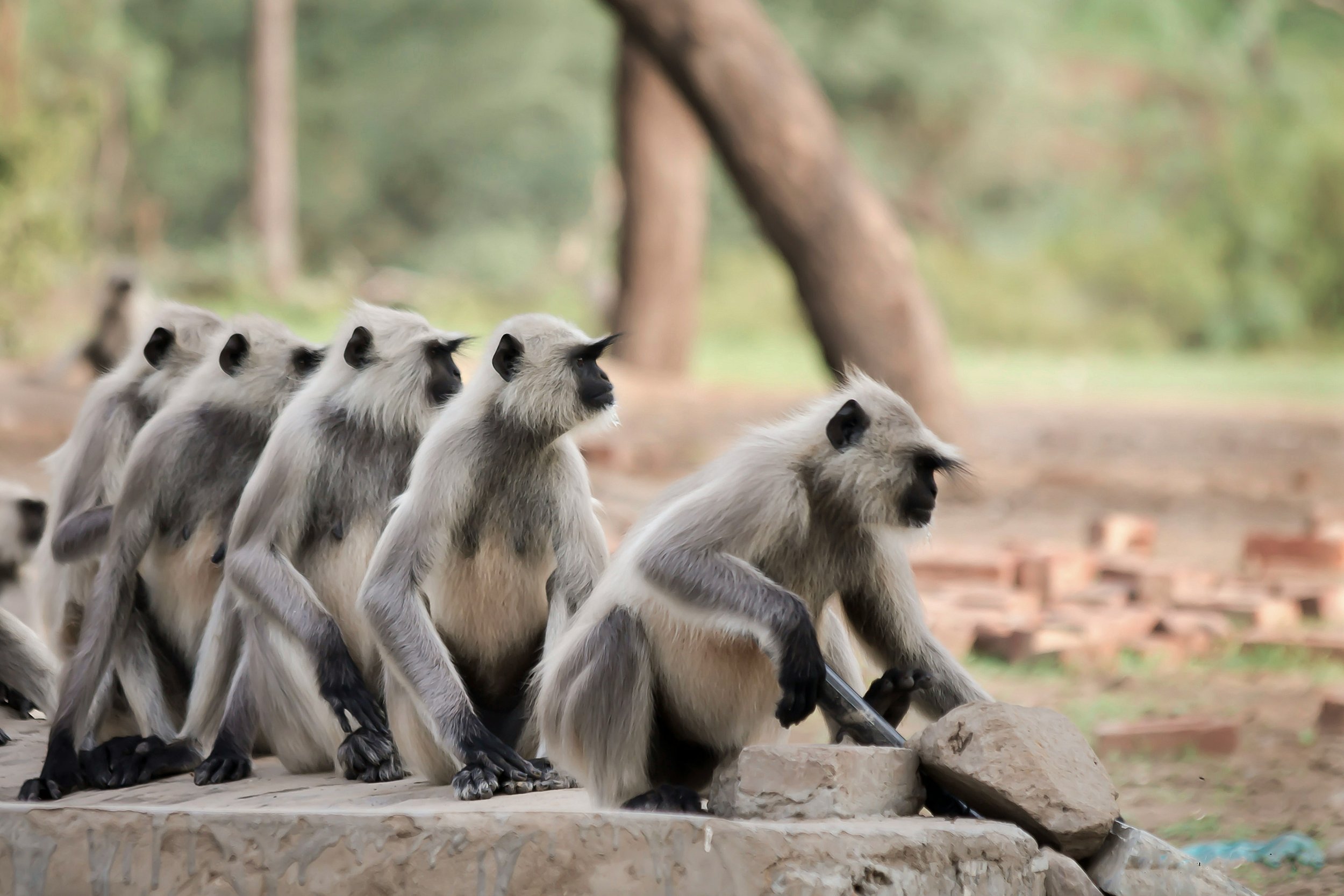 Monkeying Around