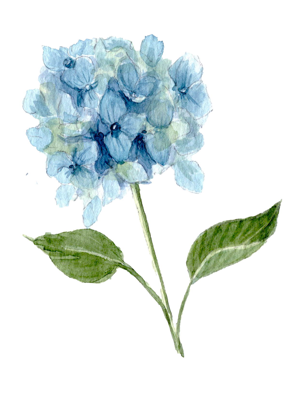 Hydrangea Watercolor Class KLD