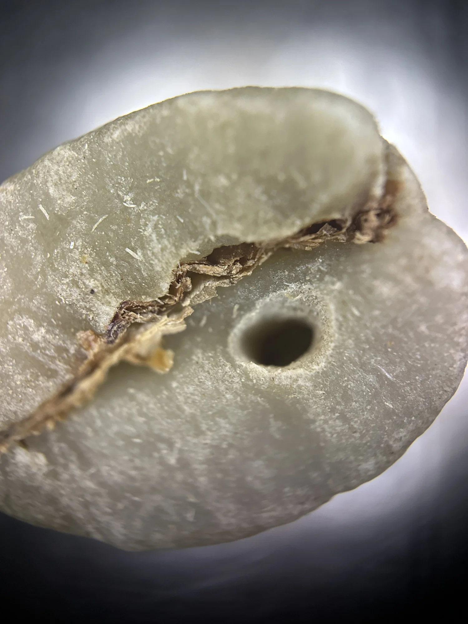 Understanding Insect-Damaged Coffee — Hoos Coffee Consulting