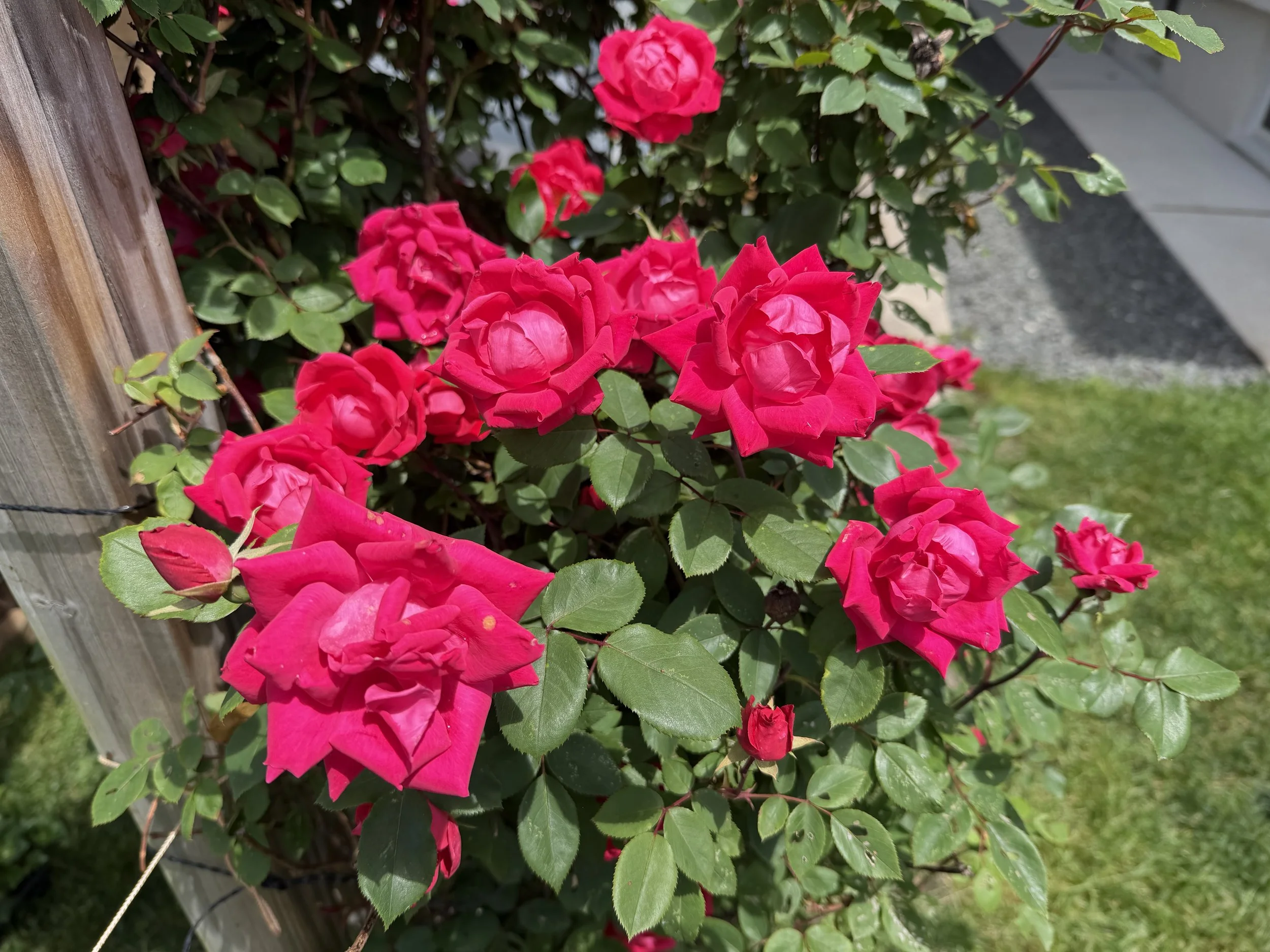 IMG_0885.jpeg
