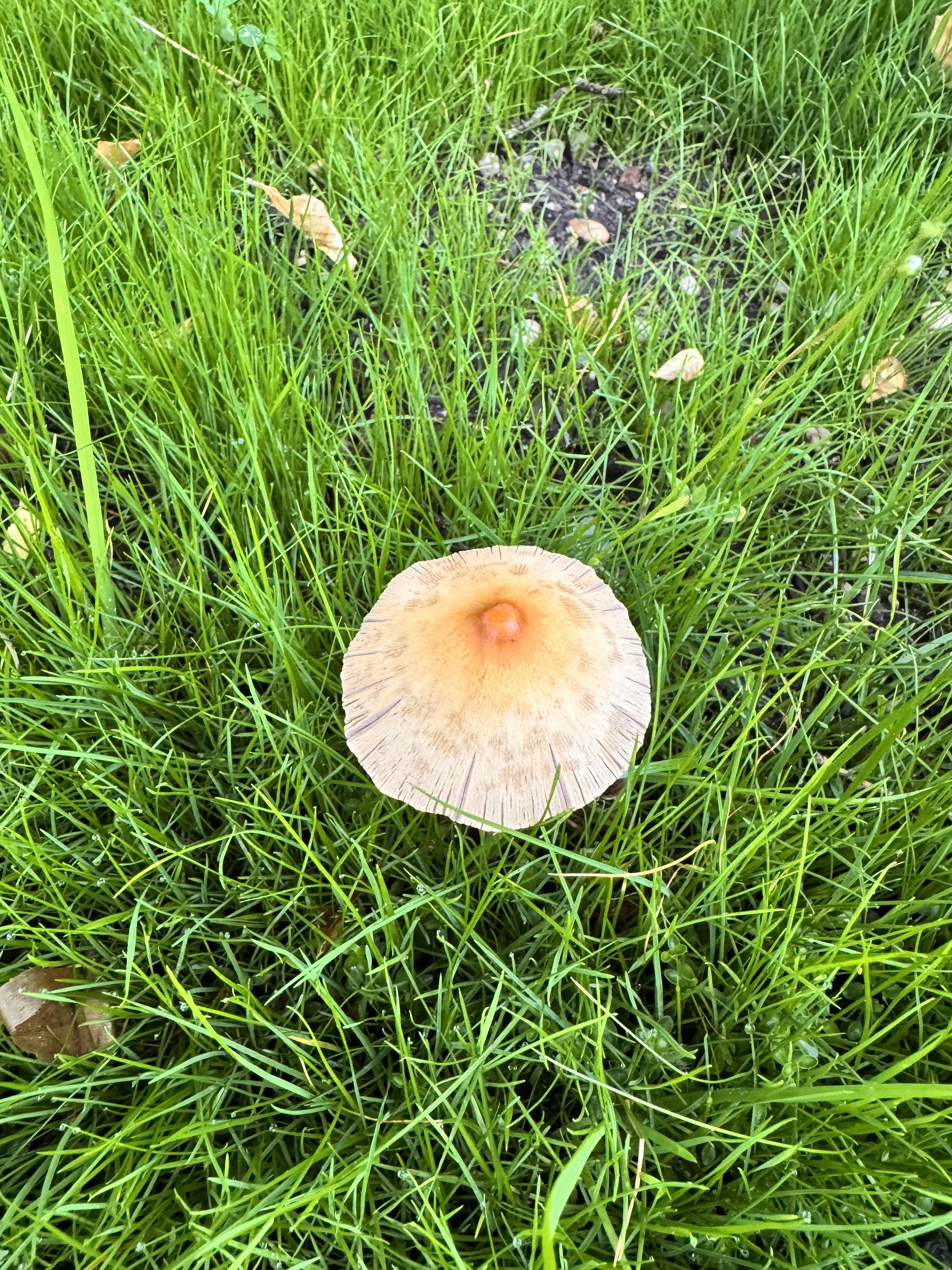 IMG_5323.jpeg