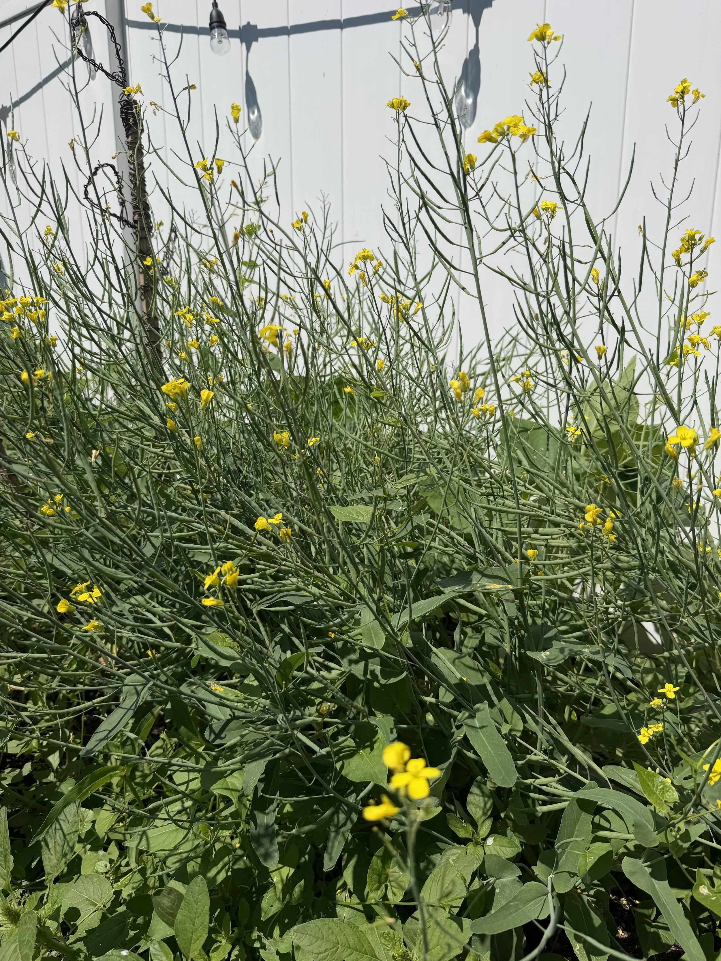 IMG_0928.jpeg
