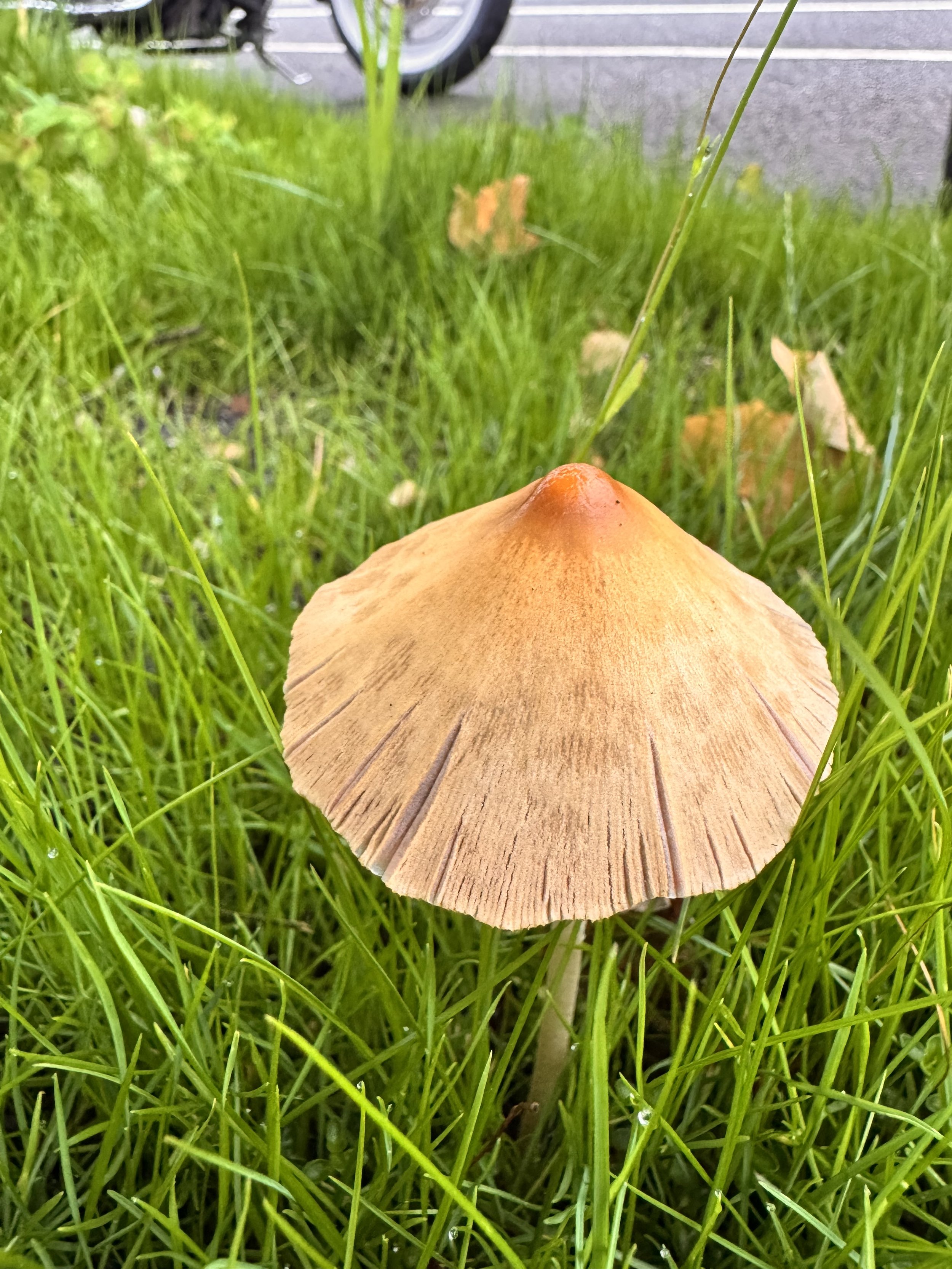 IMG_5325.jpeg