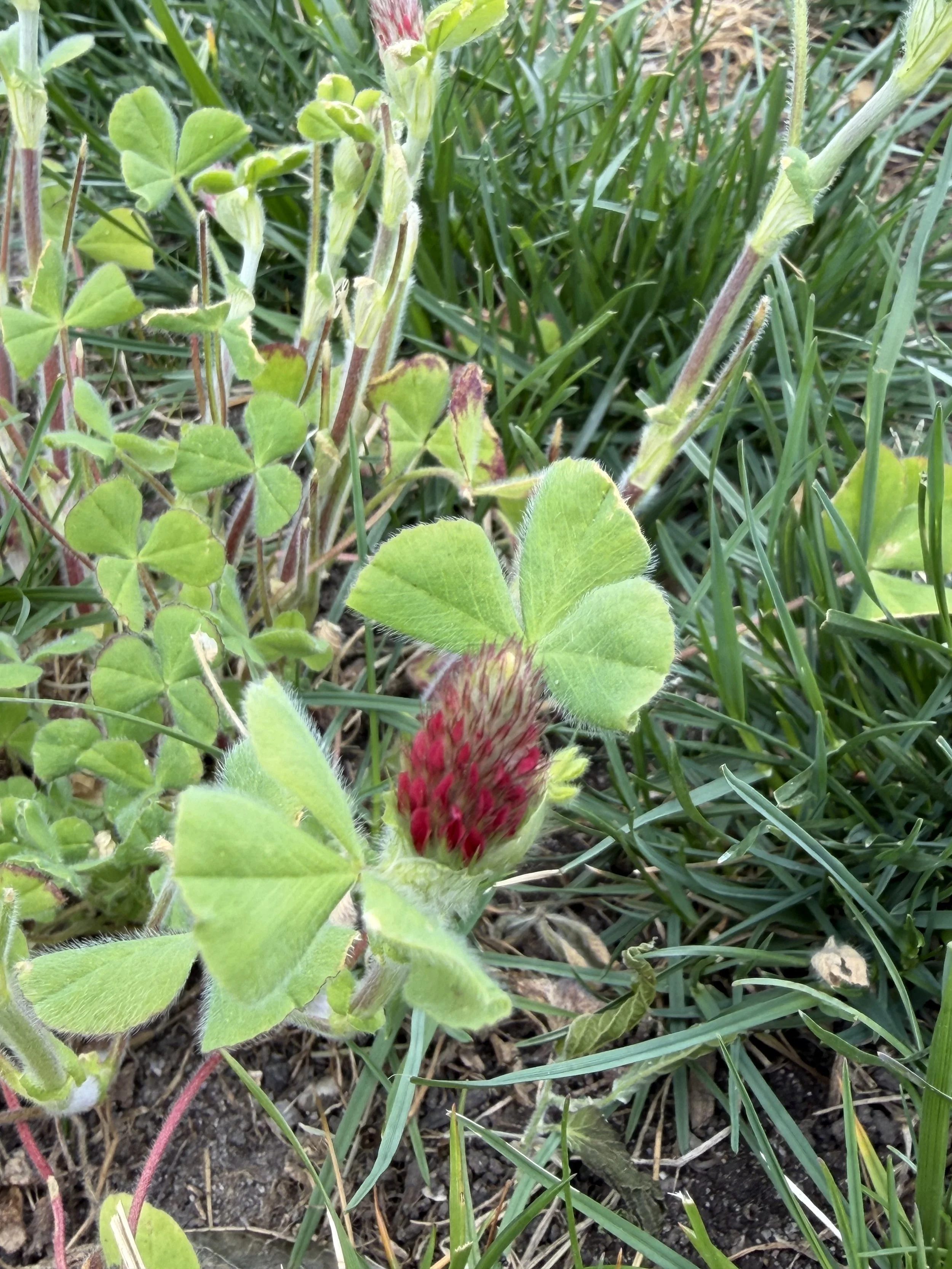 IMG_0699.jpeg