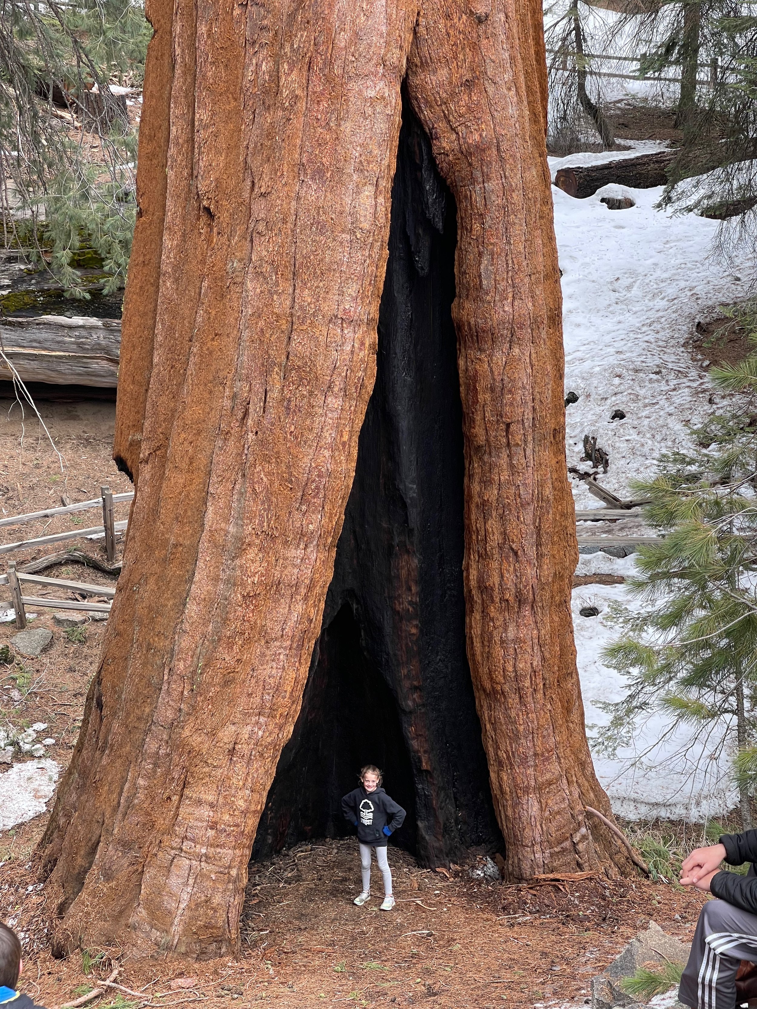 Sequoia - 12.jpeg