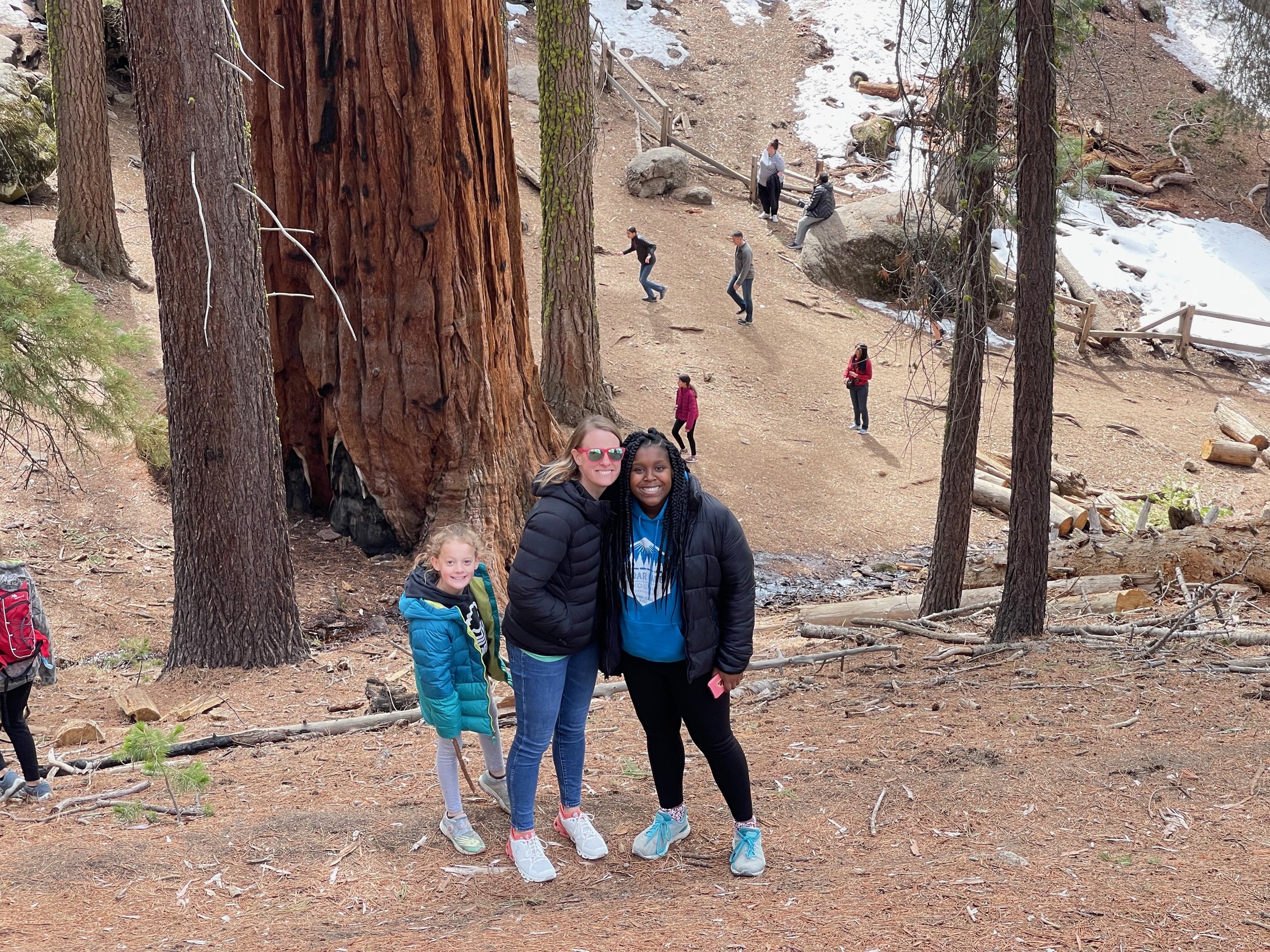 Sequoia - 2.jpeg