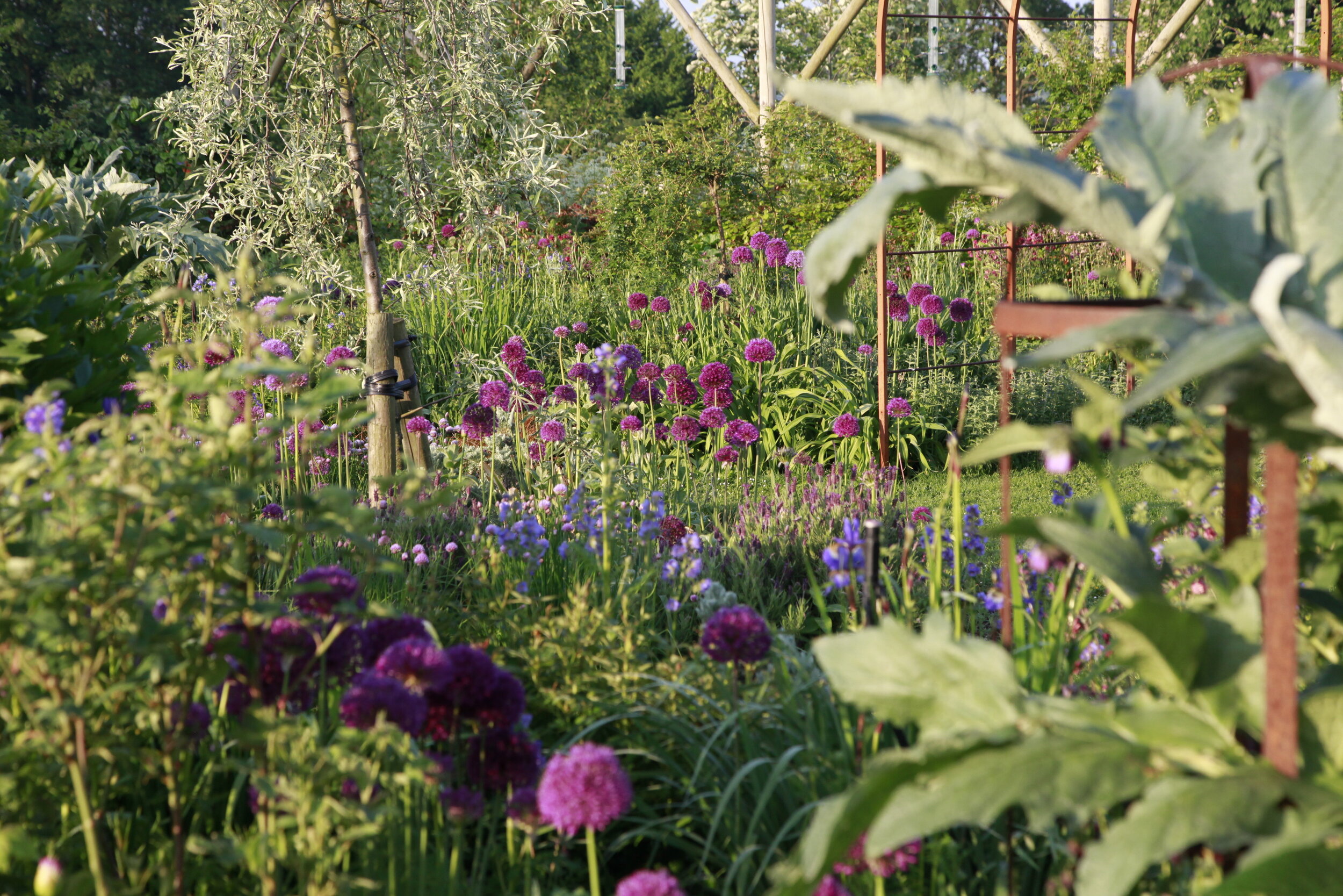 Ellicar garden .jpg