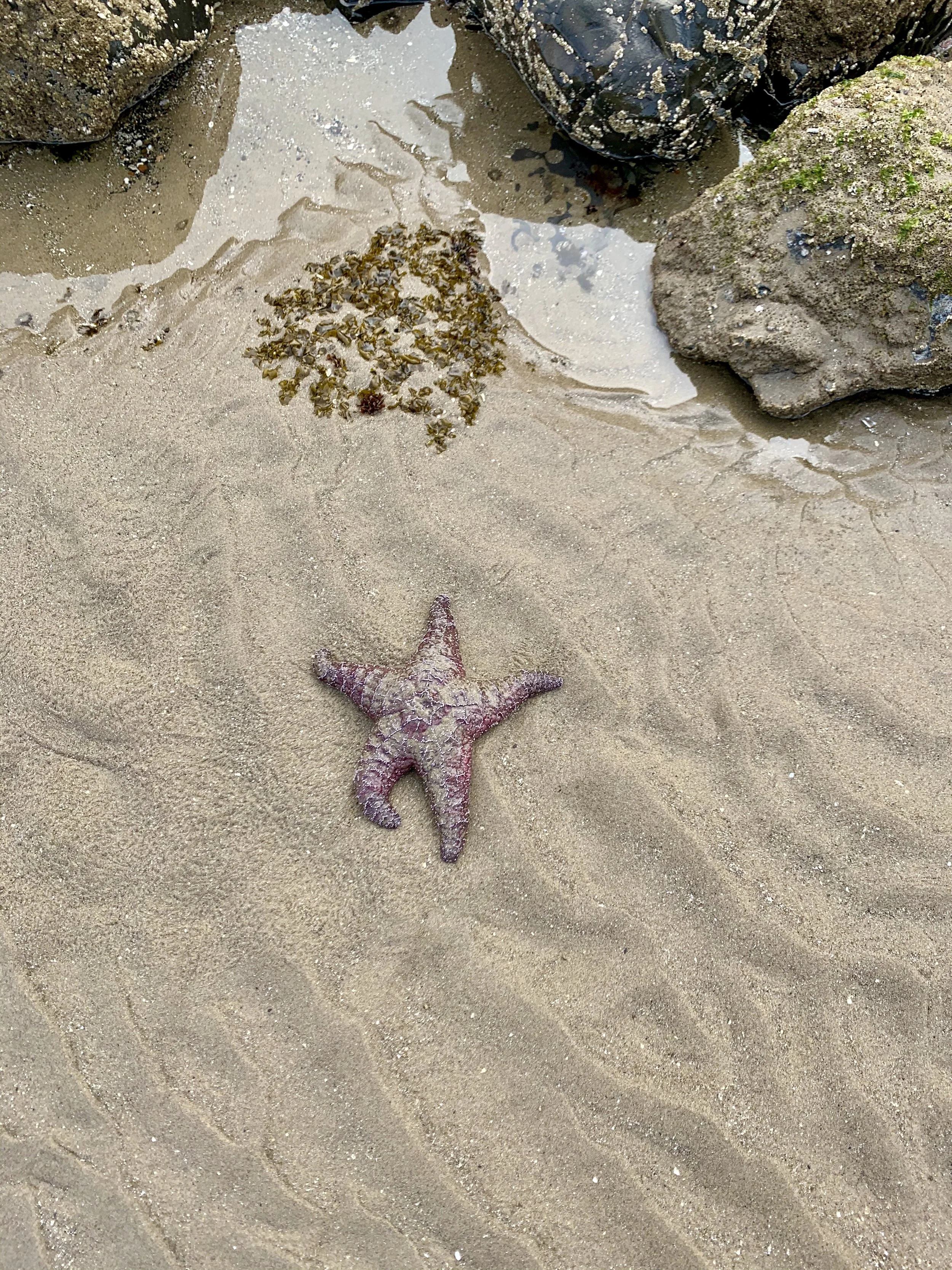 Ecola Park starfish.jpg