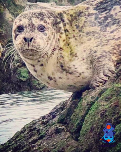 What You Talking About, Paddlepus?, Richardson Bay