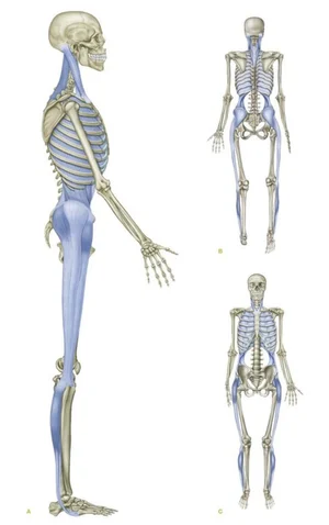 Fascia Friday - Part 3 - Lateral Line — Uncommon Health Bodywork