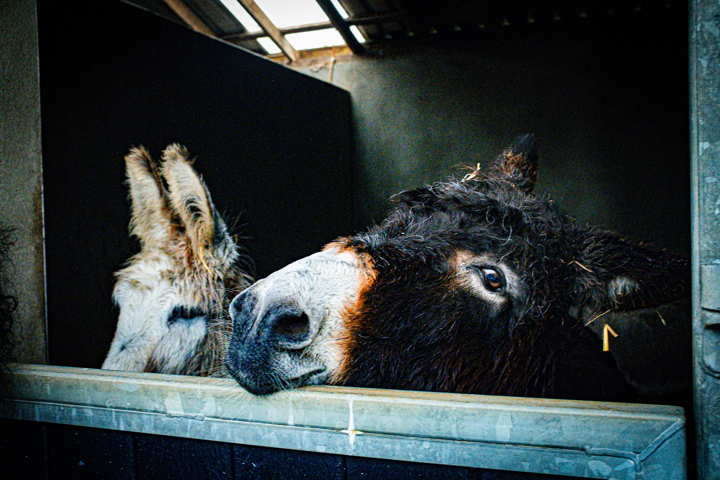 donkey_sanctuary_DSCF3166_dsimpson.jpg