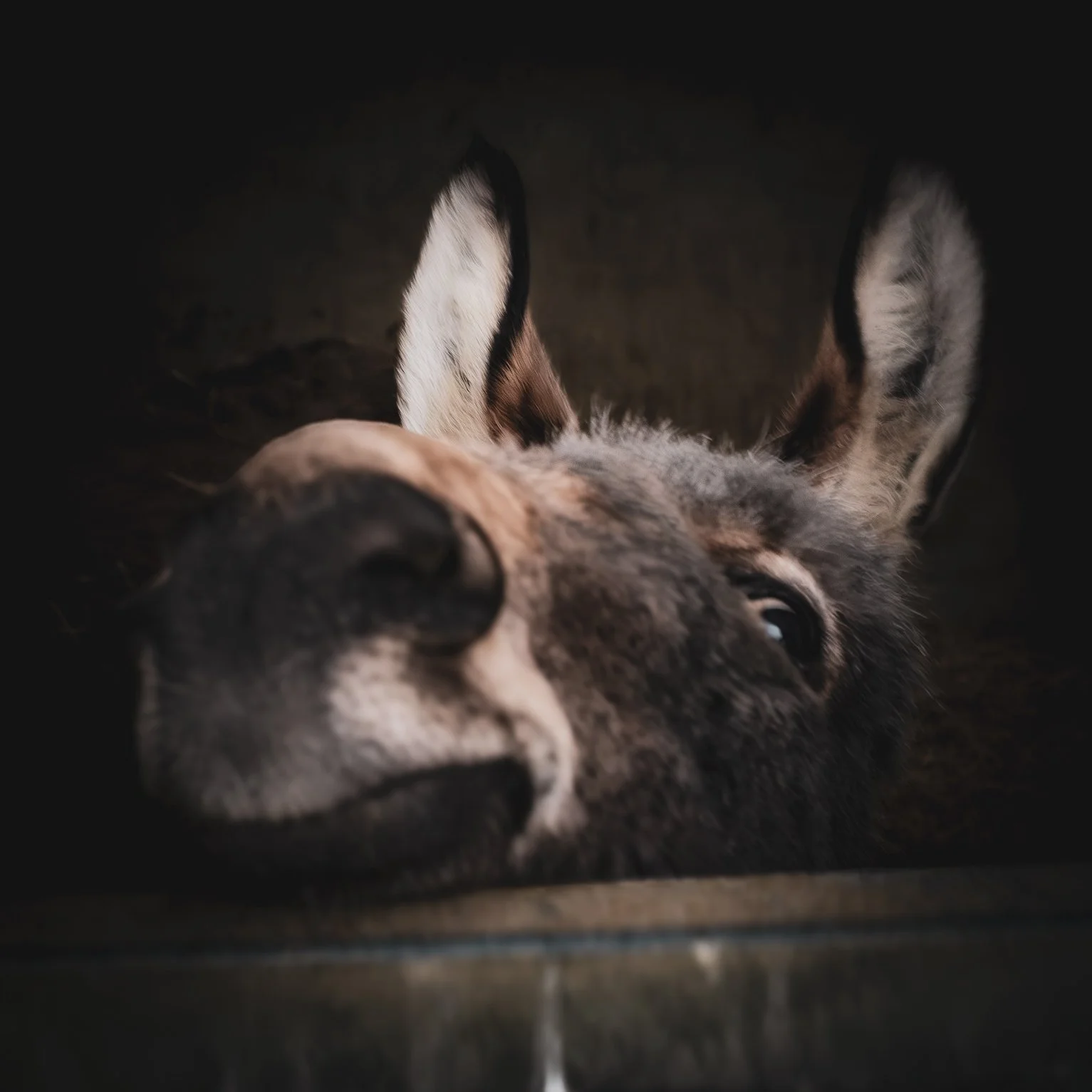A Visit to the Donkey Sanctuary