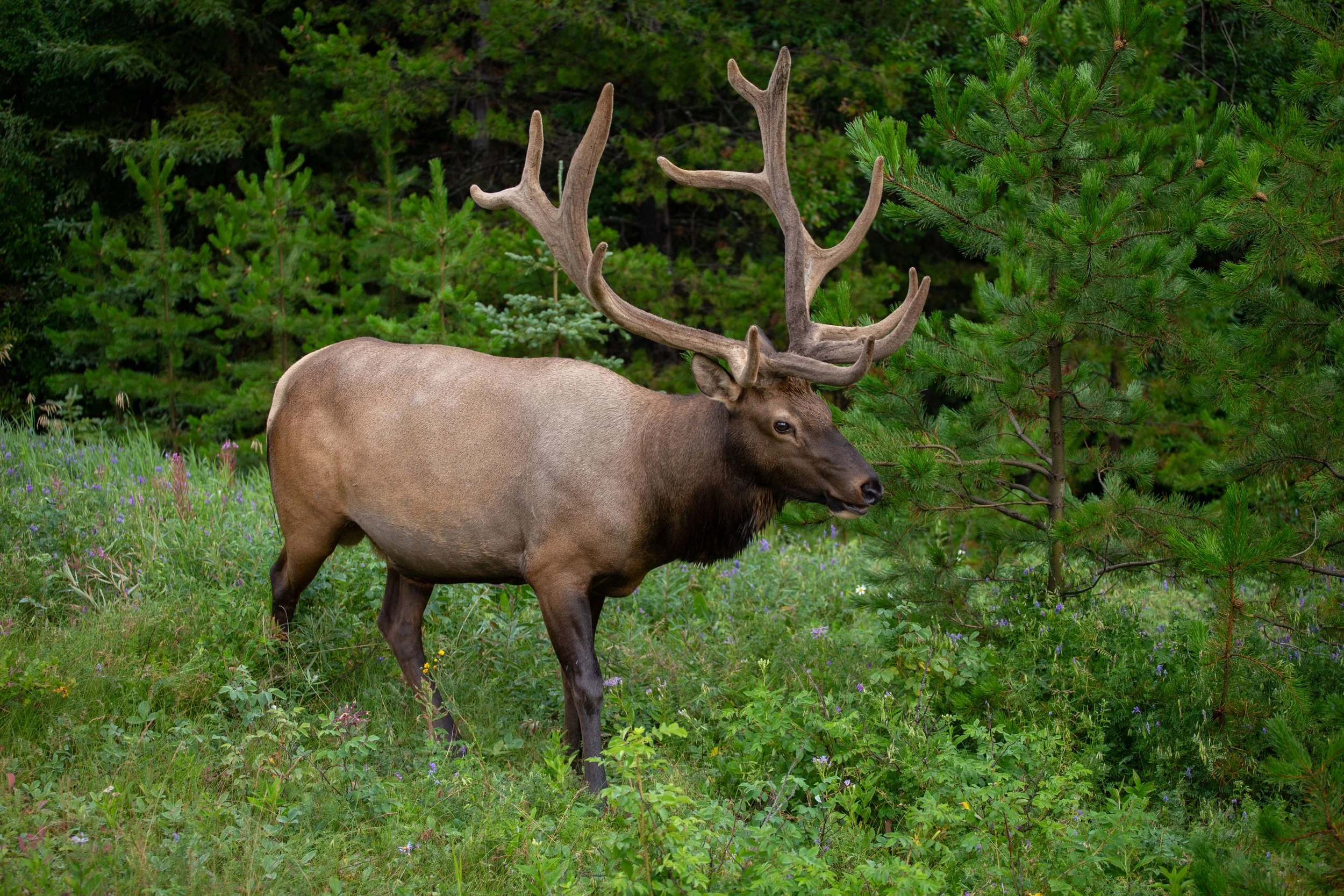 Jasper Elk.jpg