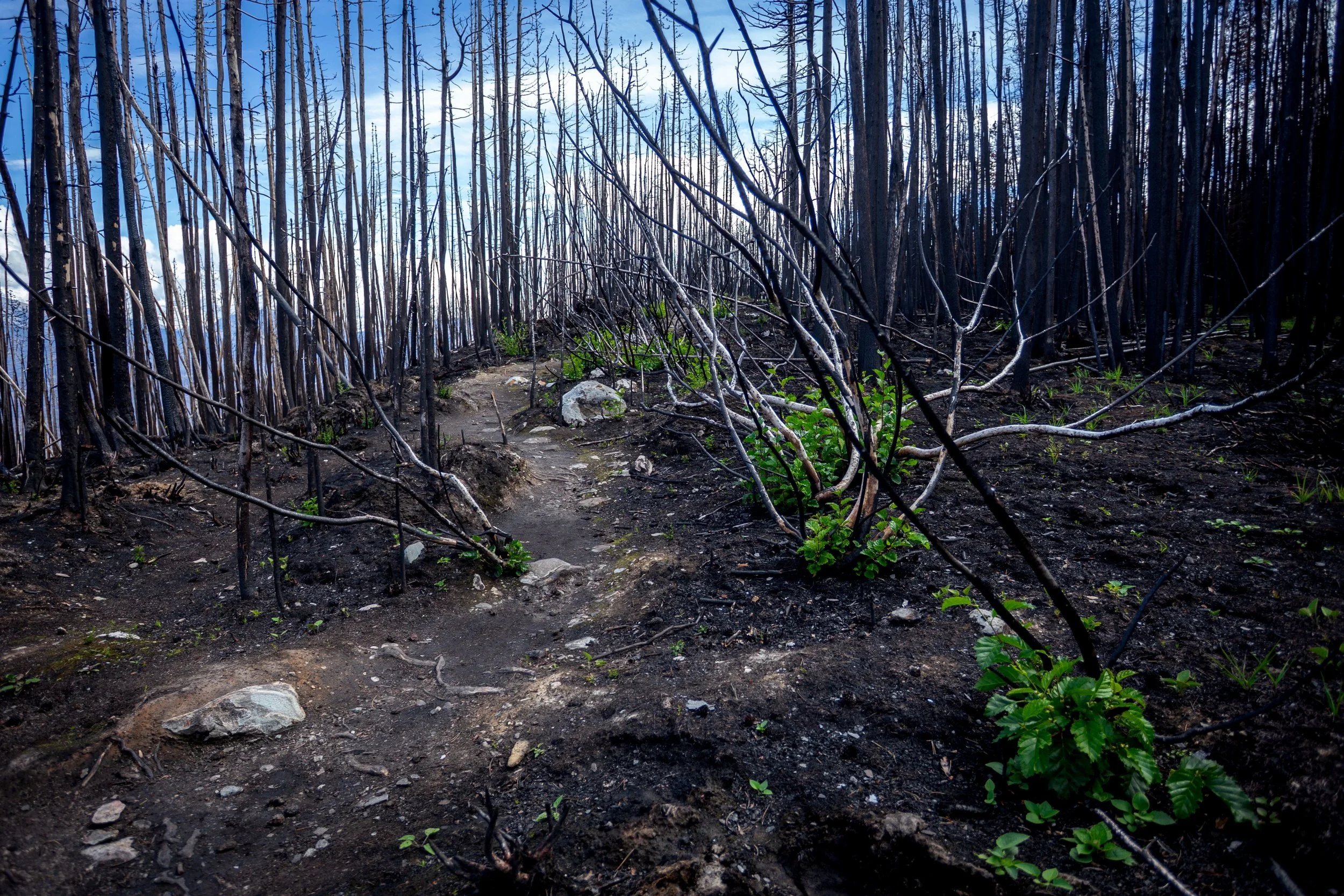 Charred trail.jpg