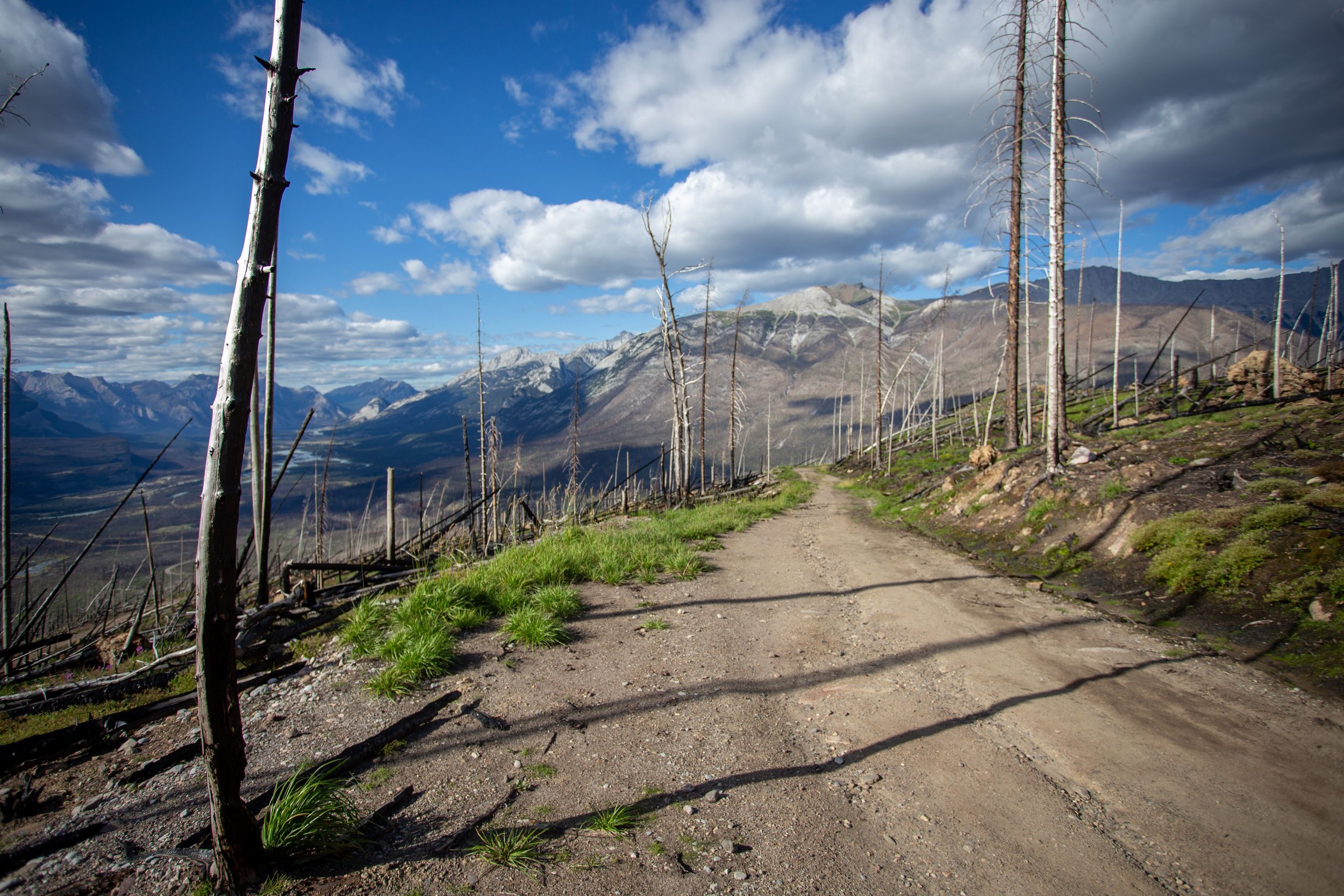 Signal Fire Road Jasper- New Views.jpg