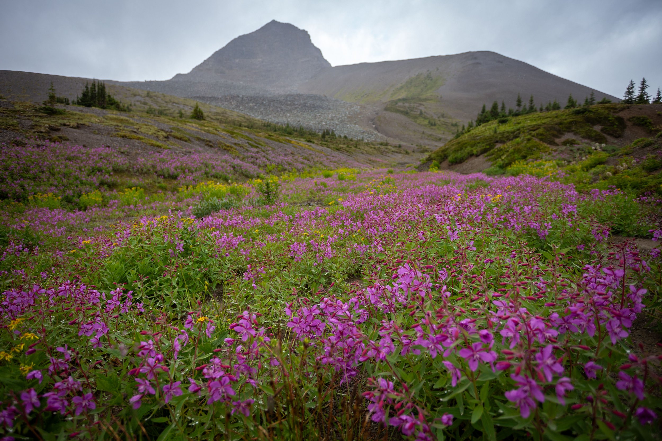 Jasper Wildflowers.jpg