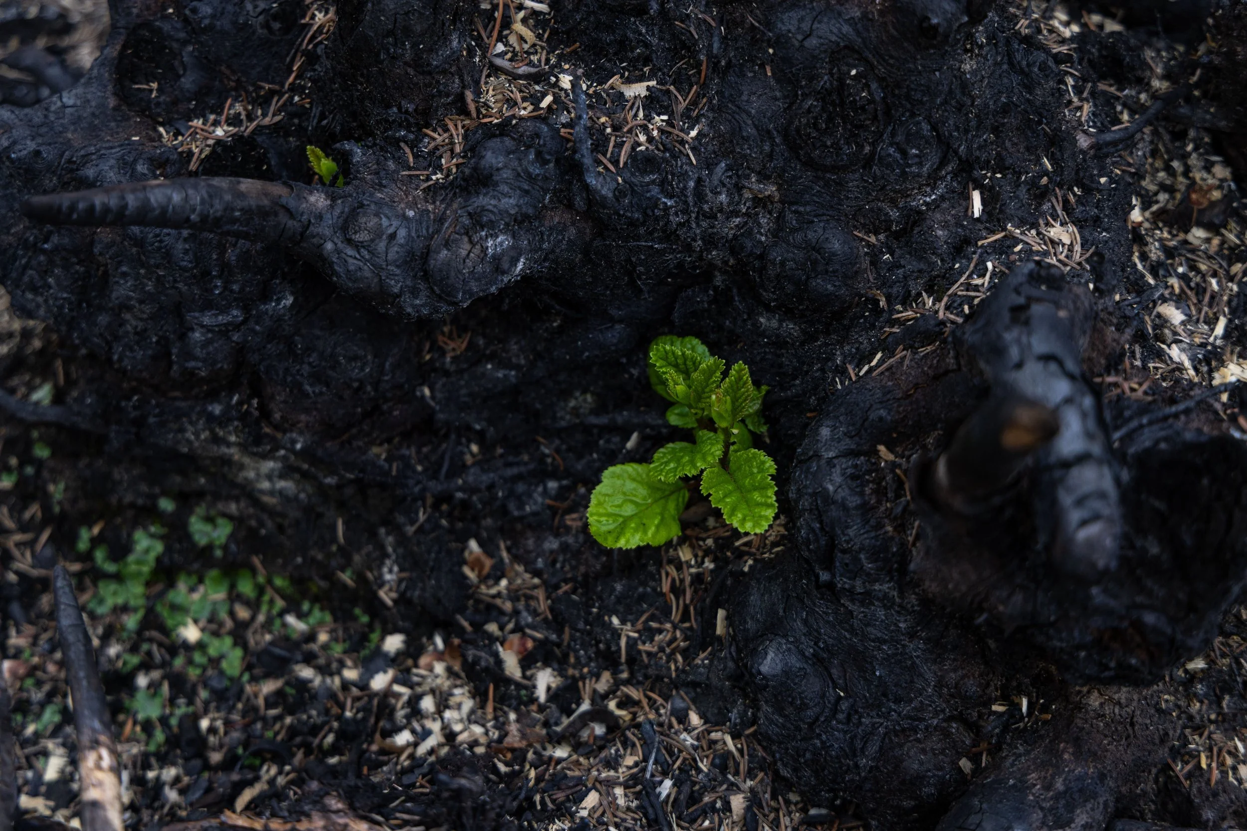 4R5A9353 Megan Posein.jpg