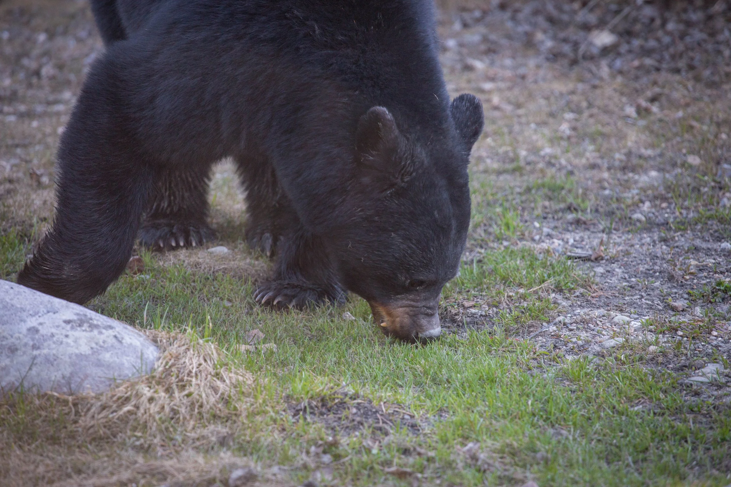 black bear jasper 1.jpg
