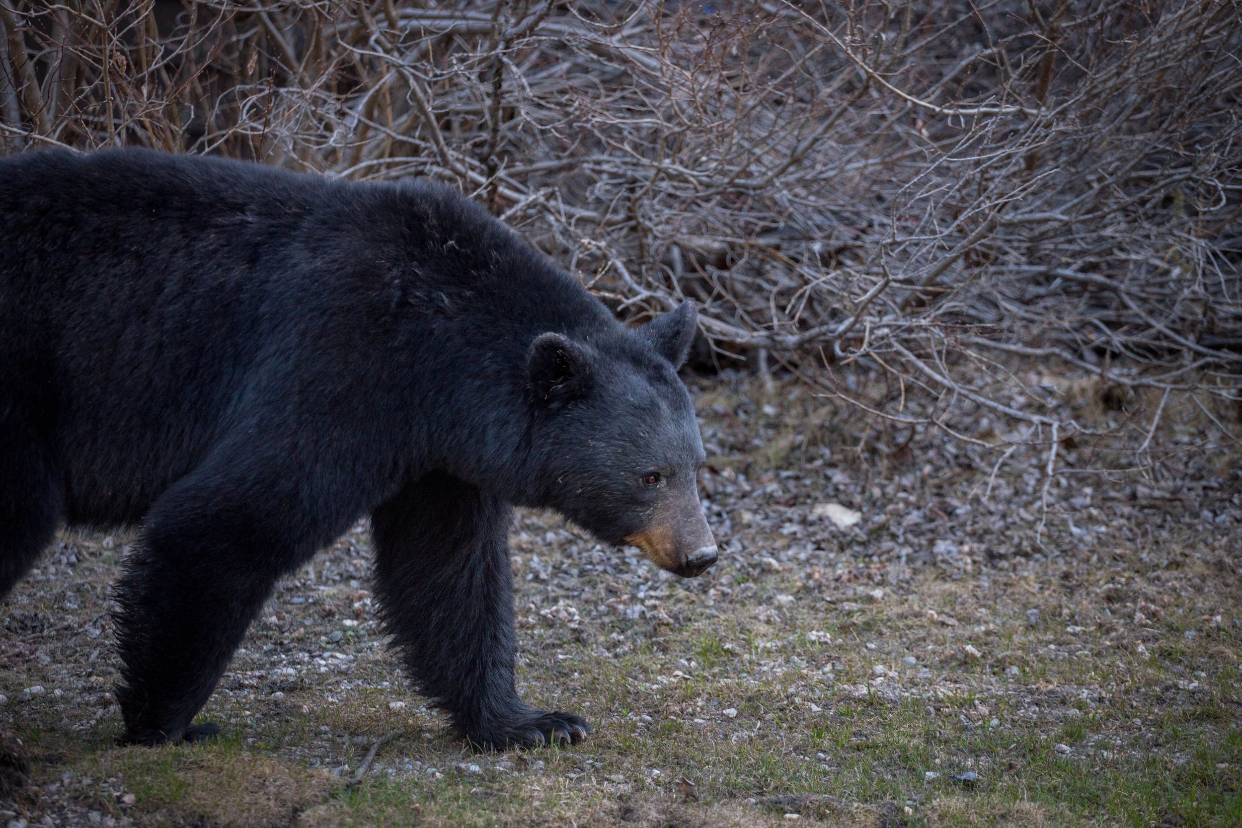 black bear jasper.jpg