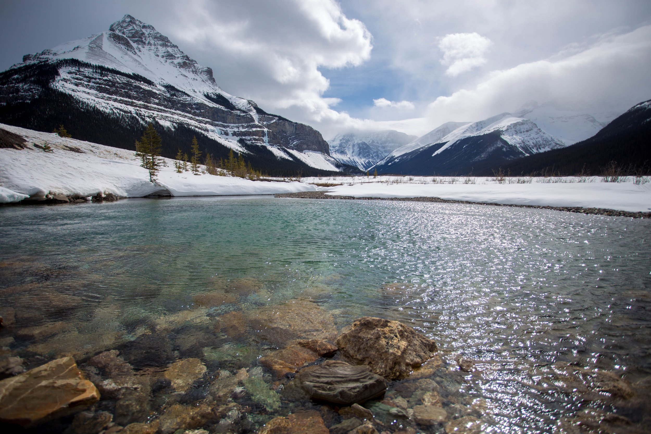 Jasper in Spring.jpg