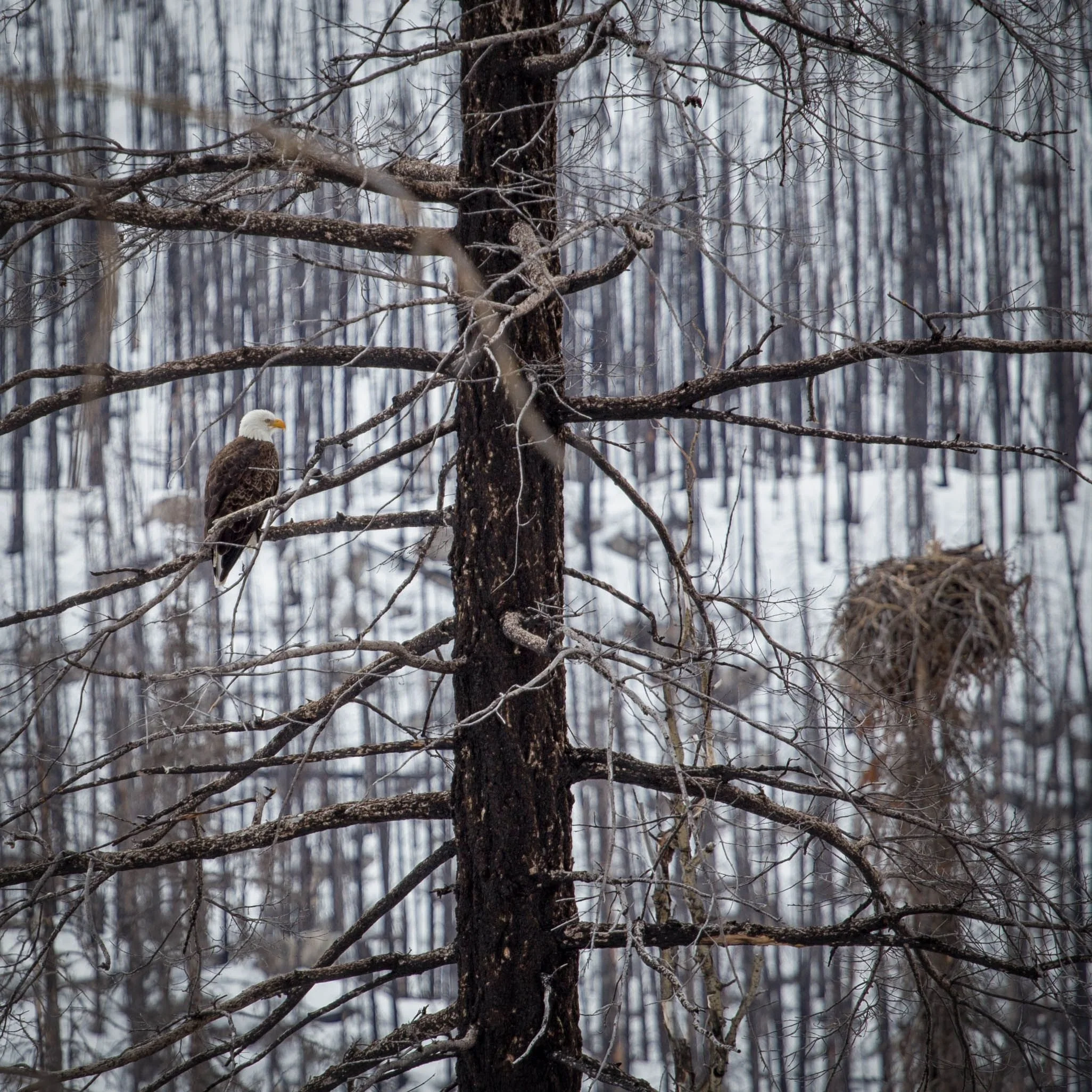 Eagle in Jasper.jpg