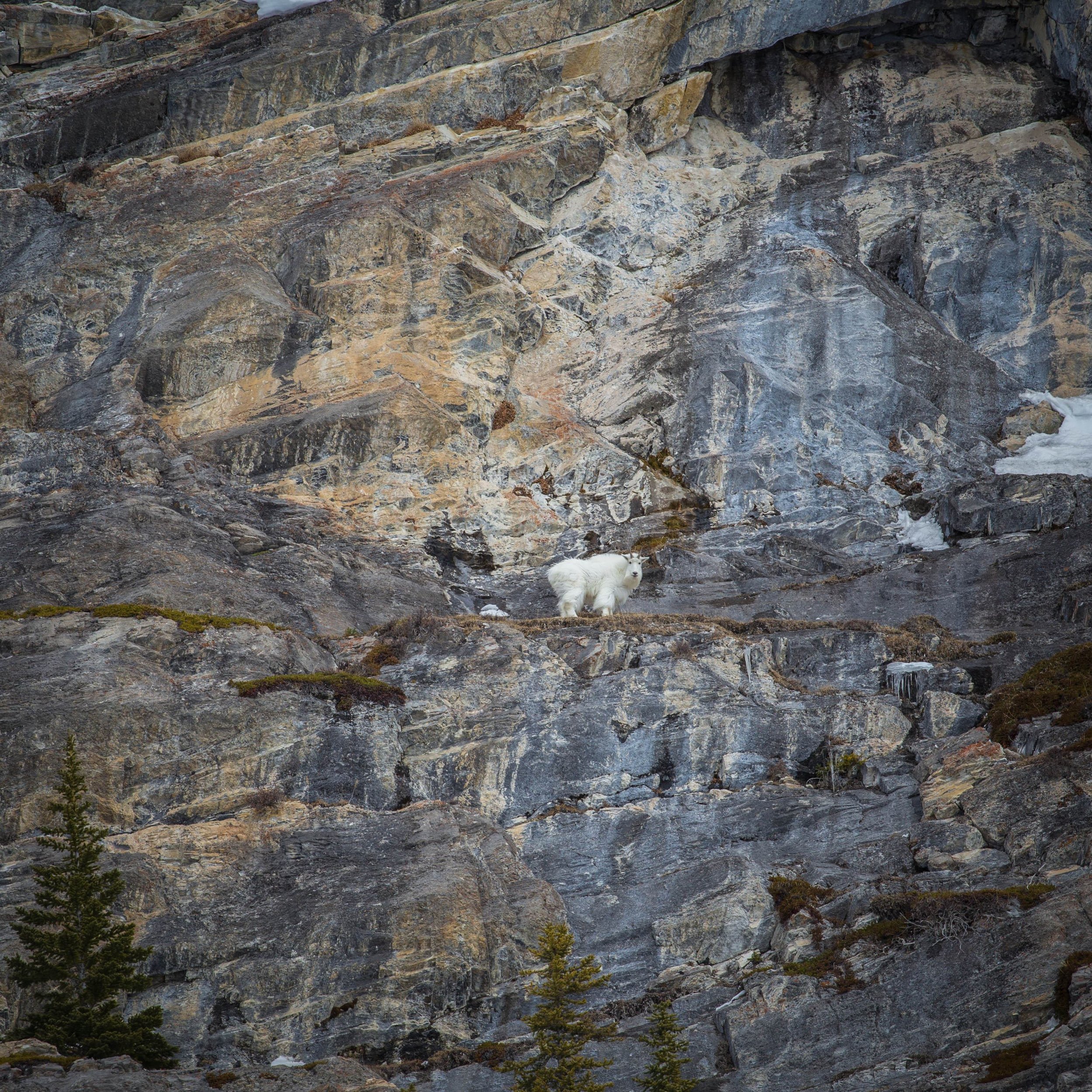 Goat in Jasper.jpg