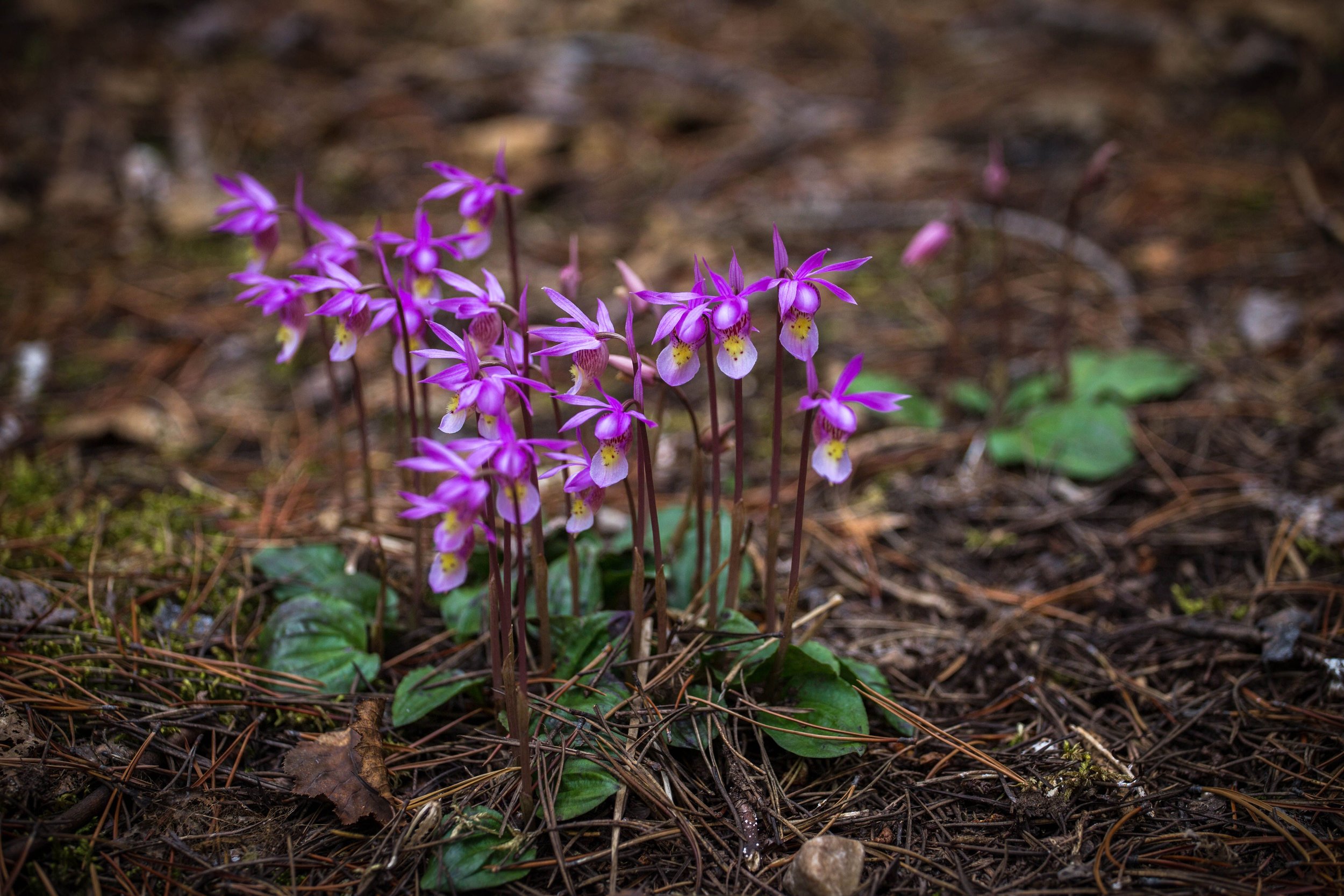 Spring wildflowers.jpg