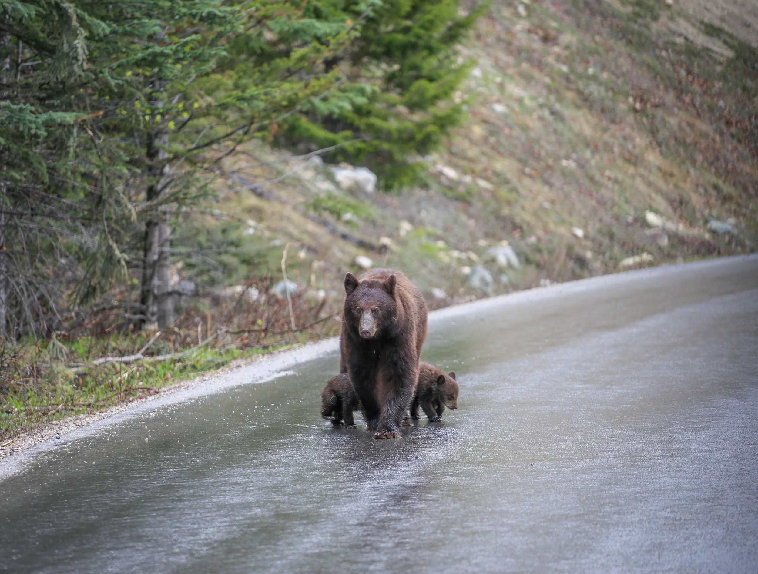 Bear Cubs Jasper.jpg