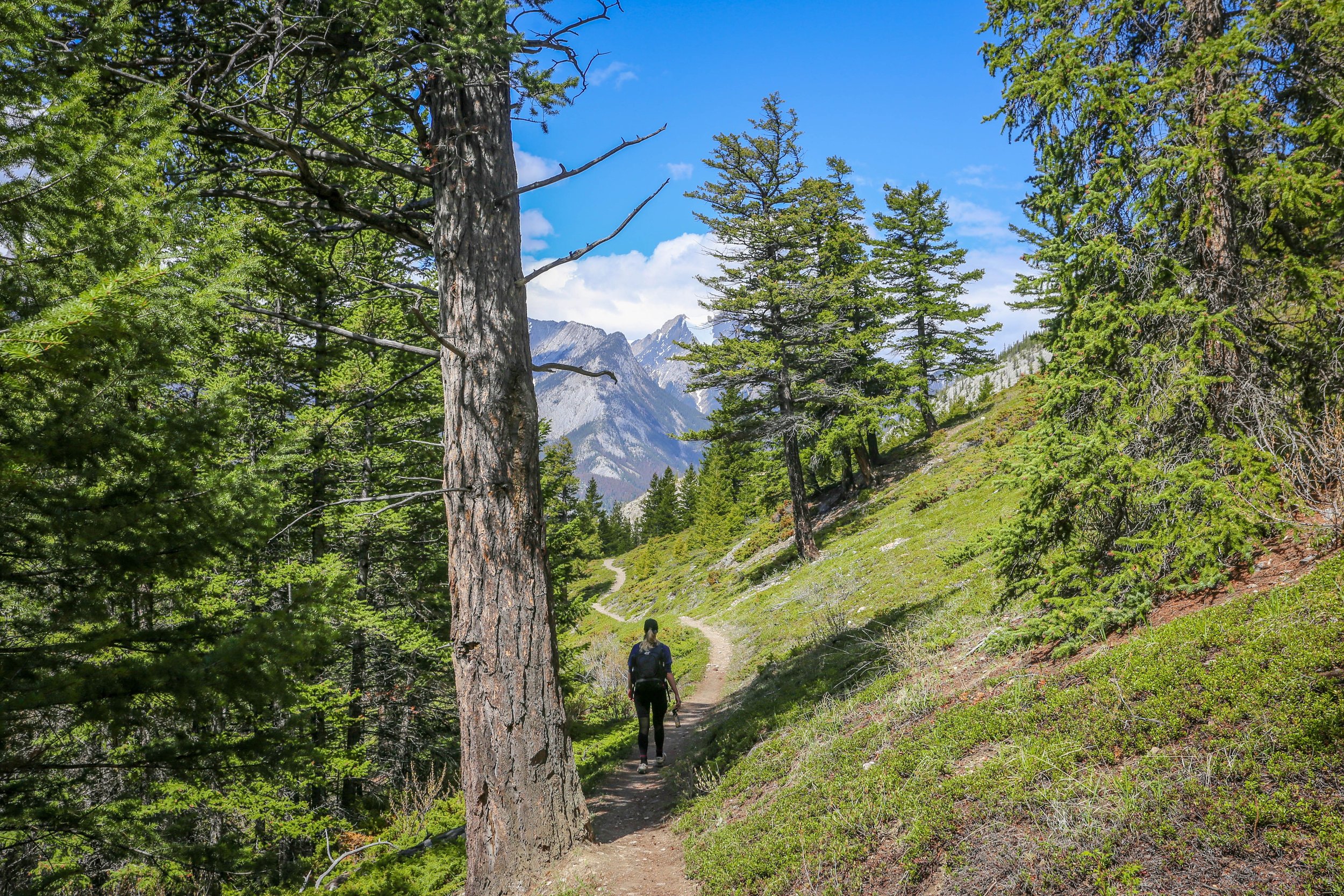 Overlander Jasper.jpg