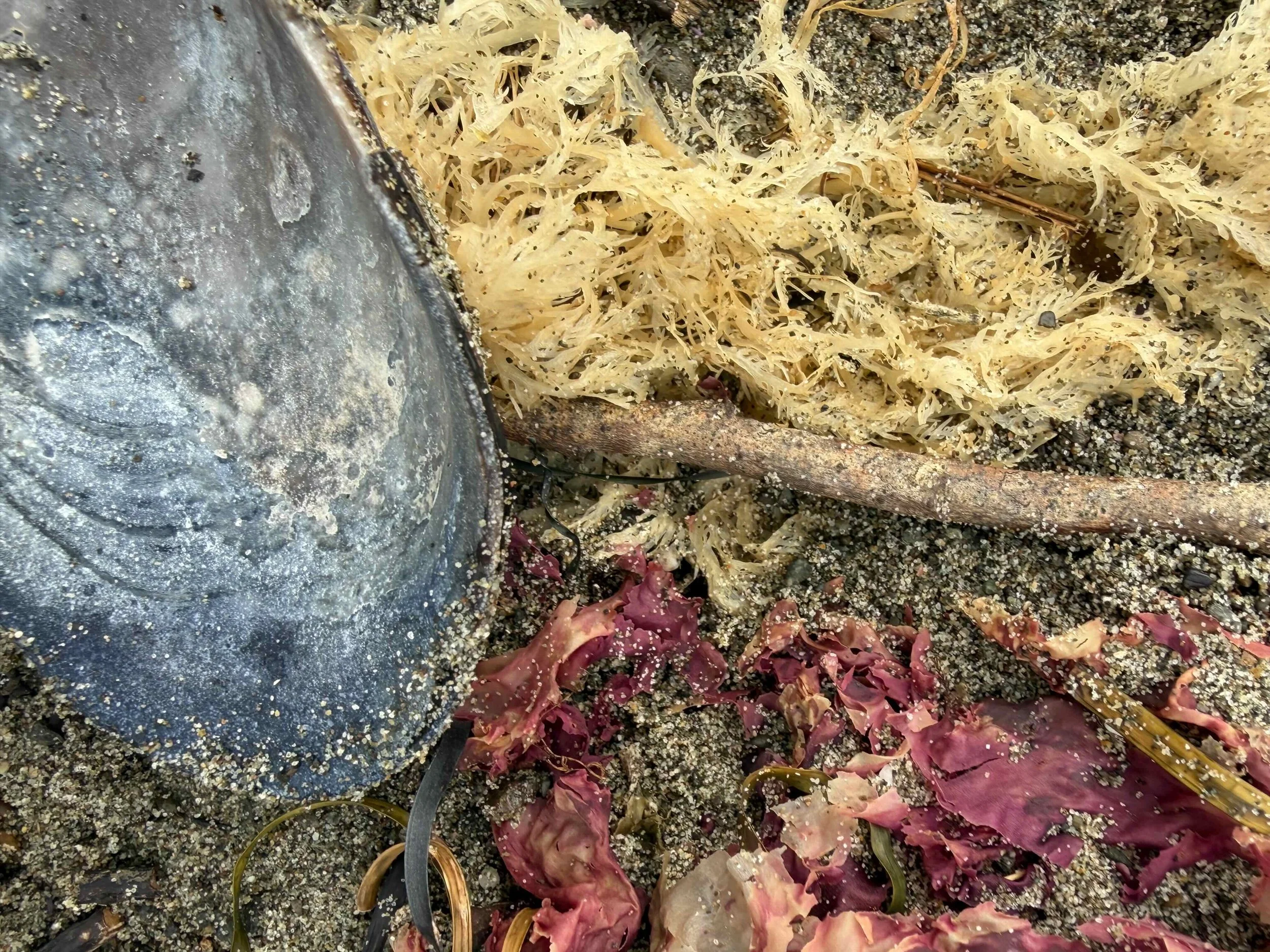 IMG_1342.jpeg